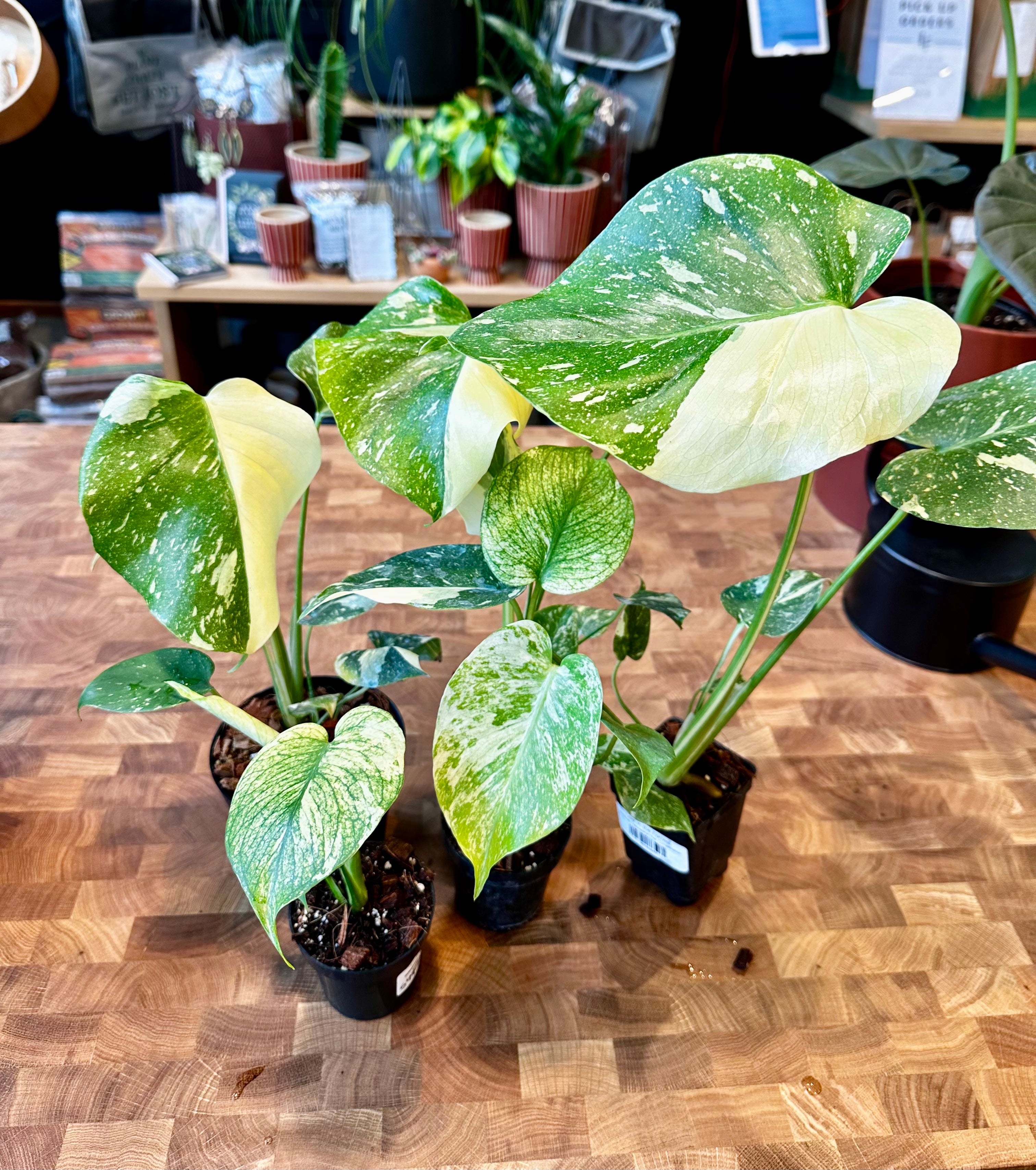 Monstera Madness: How to Sport the Difference in Variegated