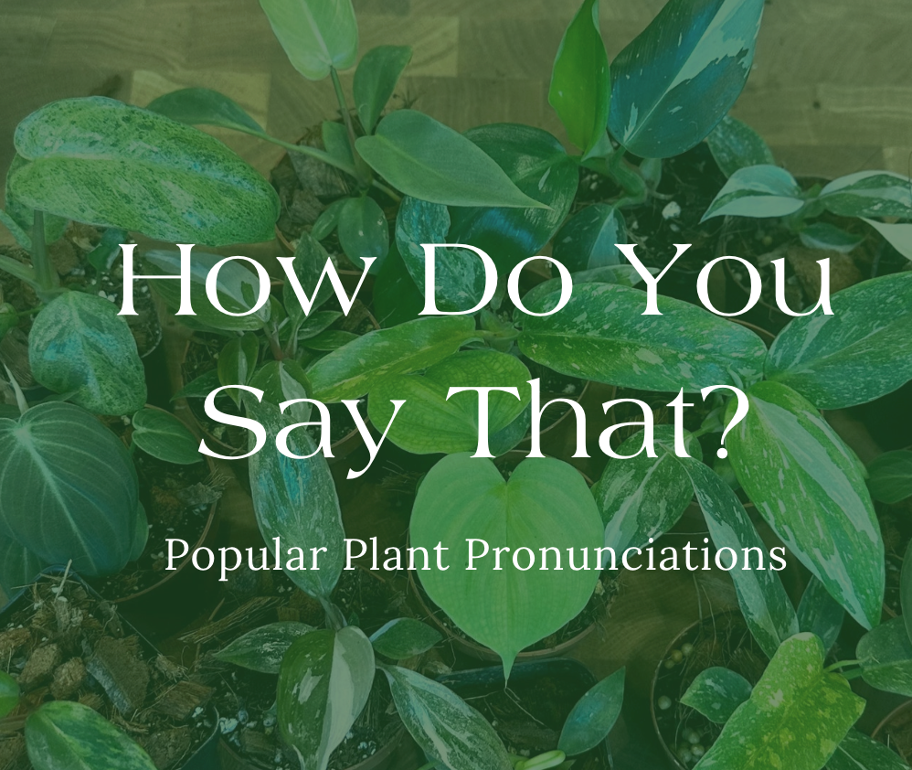 How Do You Say That? How to Pronounce Popular Plant Names Lost in the