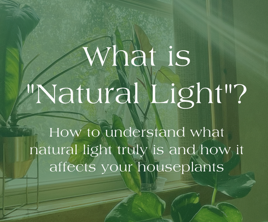 What is "Natural Light" and How Does it Affect Your Houseplants?