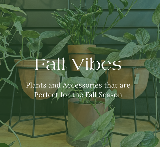 Fall Vibes - Plants and Accessories that are Perfect for the Fall Season
