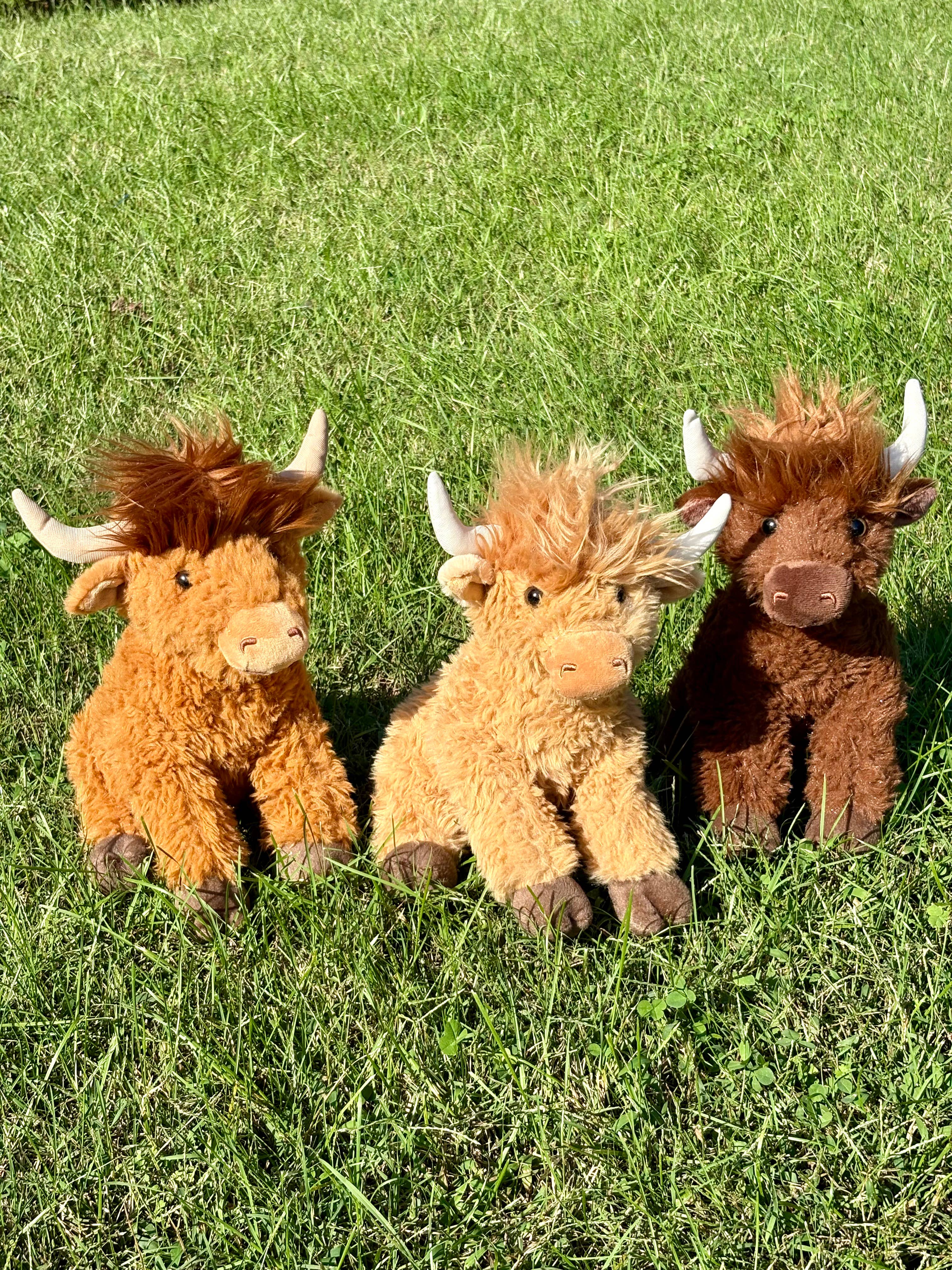 Wild Onez Highland Cow