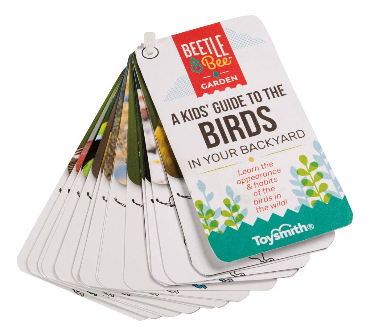 Bird Watching for Kids