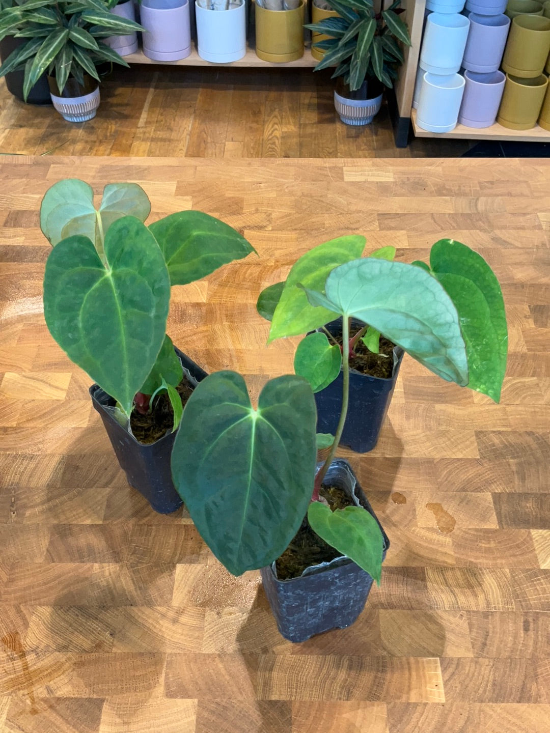 anthurium crystal Anthurium Crystal Hope x Forgetii
