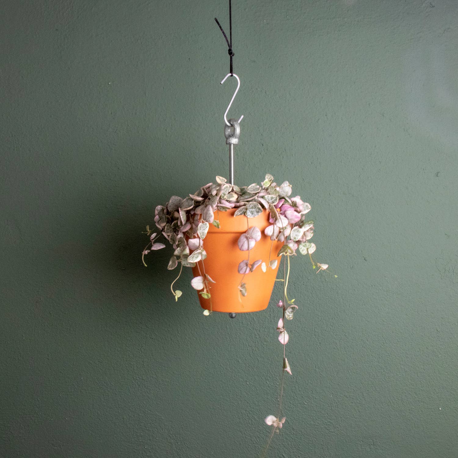 Bolty – Hanging planter system for plant pots