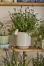 Sneaky Bunny Pot
