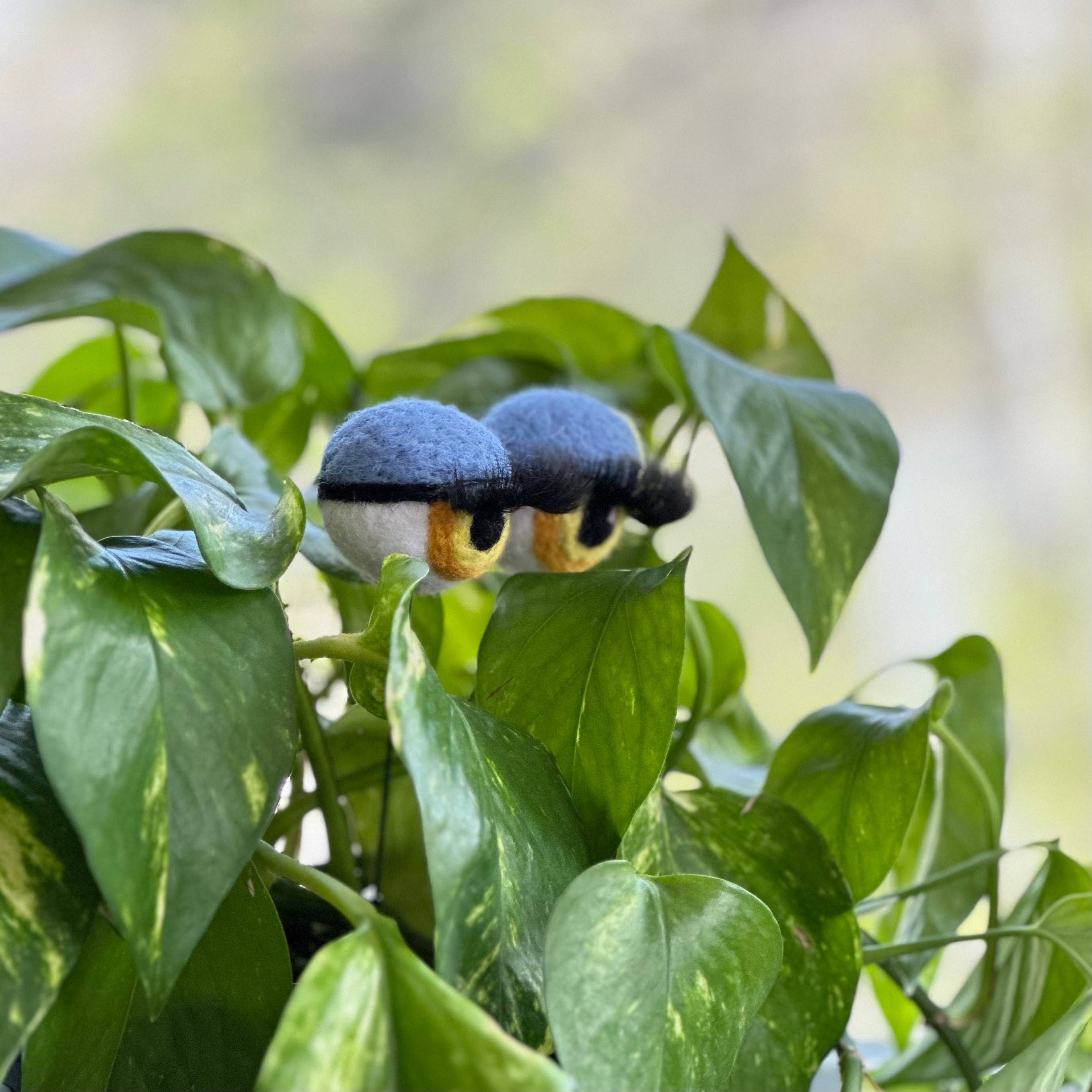 Planter Eyeballs with Lashes