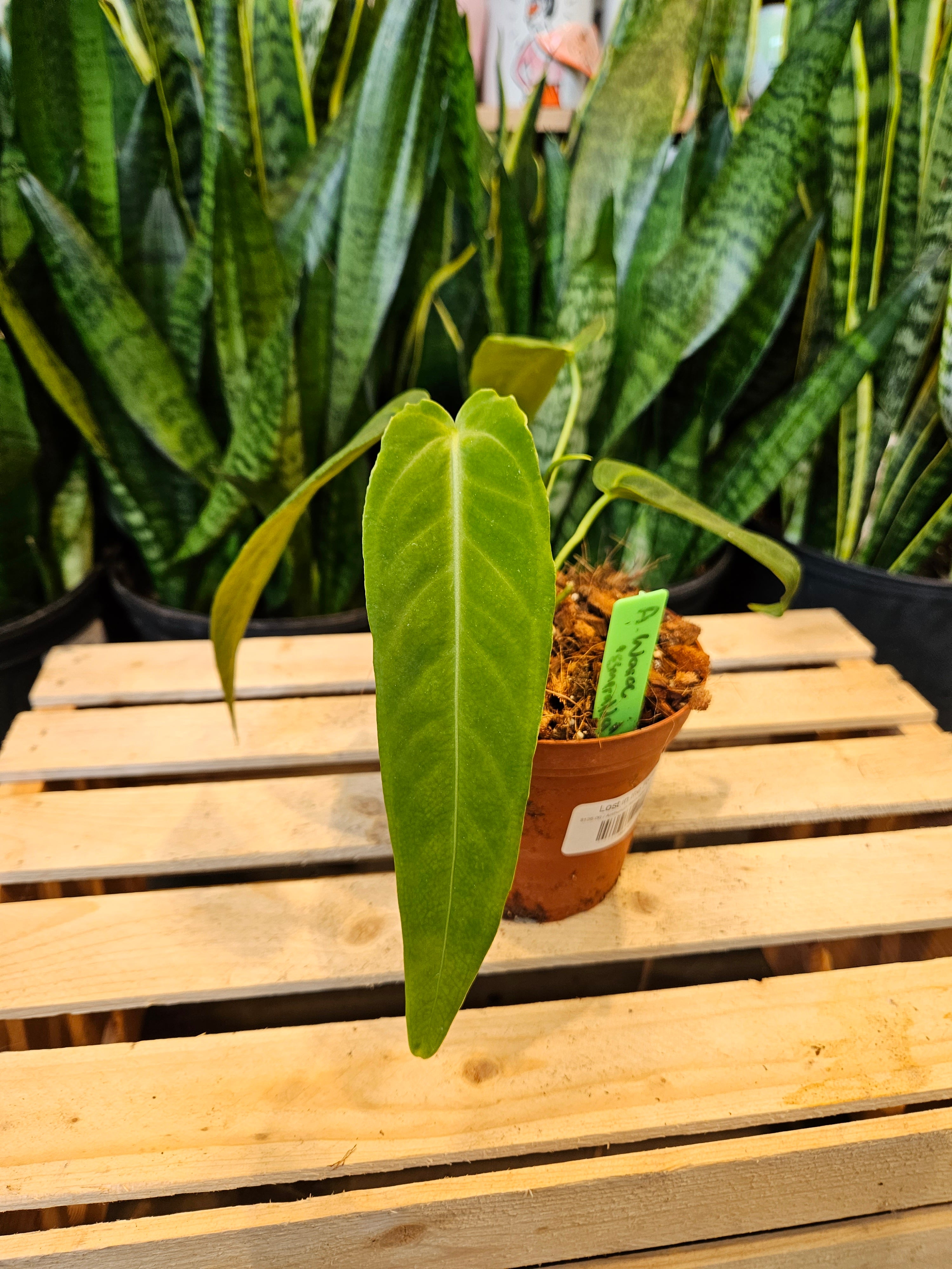 buy anthurium warocqueanum Anthurium Warocqueanum 'Esmeralda'