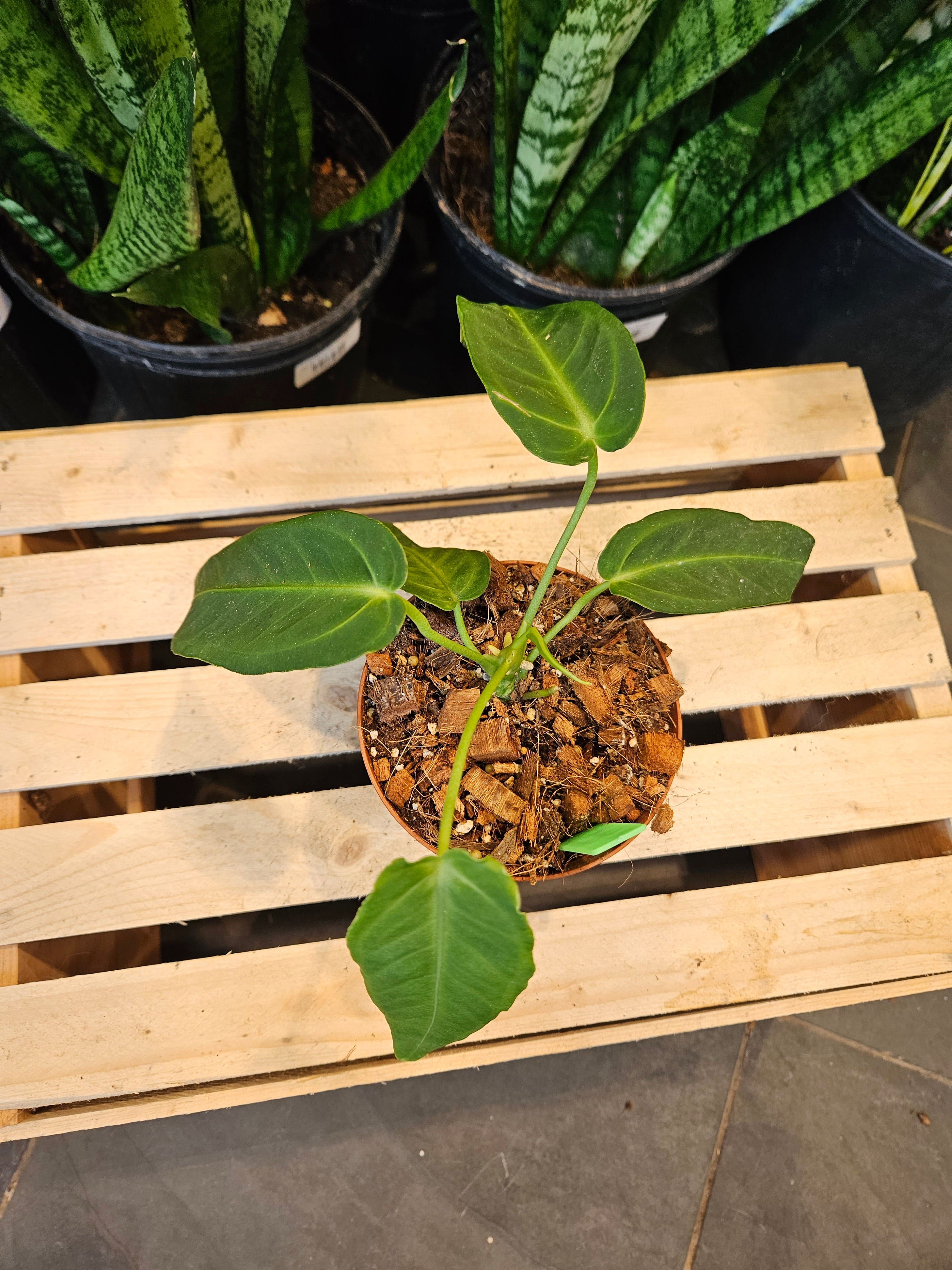 Anthurium Warocqueanum &