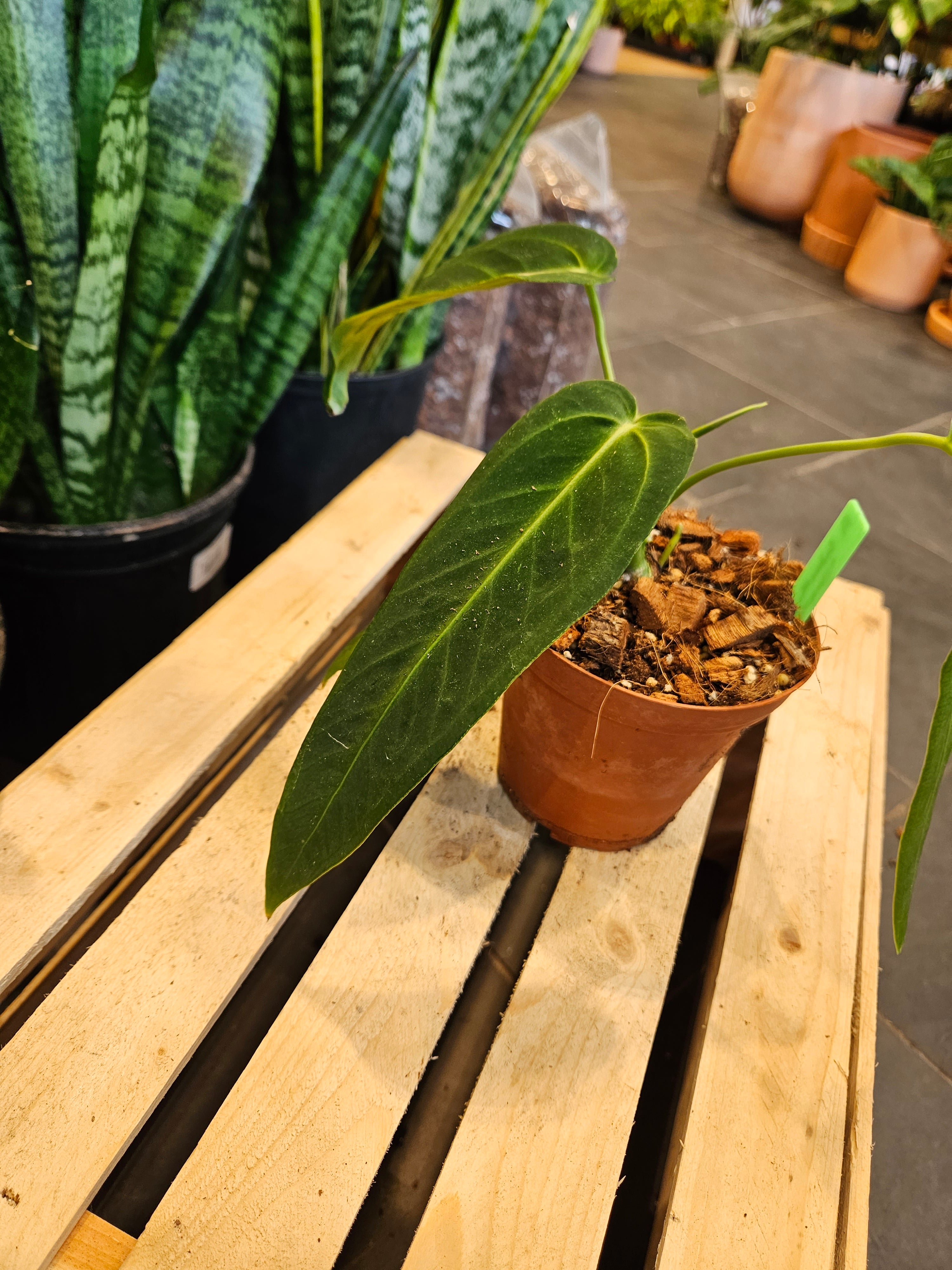 Anthurium Warocqueanum &