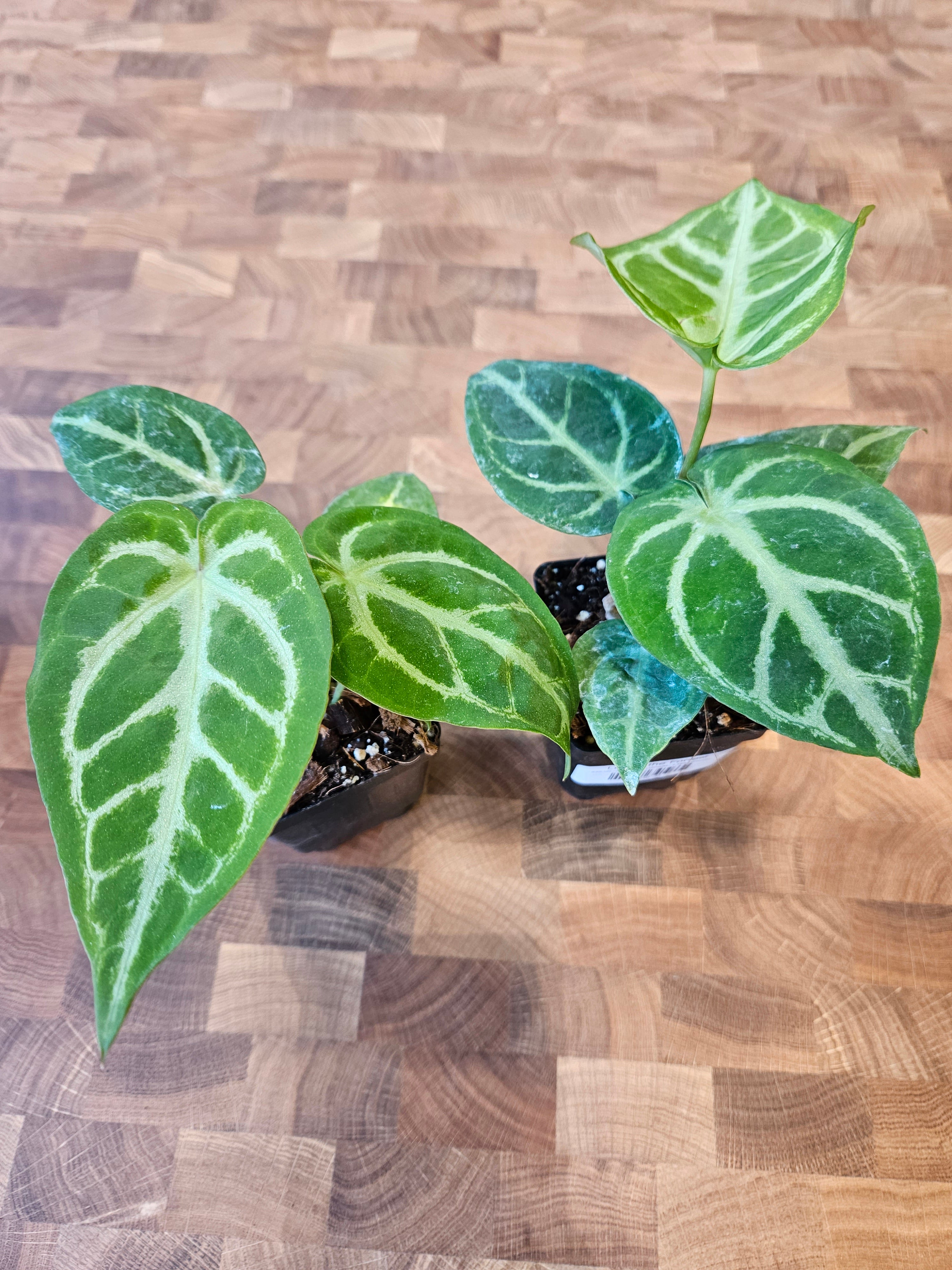 Anthurium Dorayaki x Magnificum
