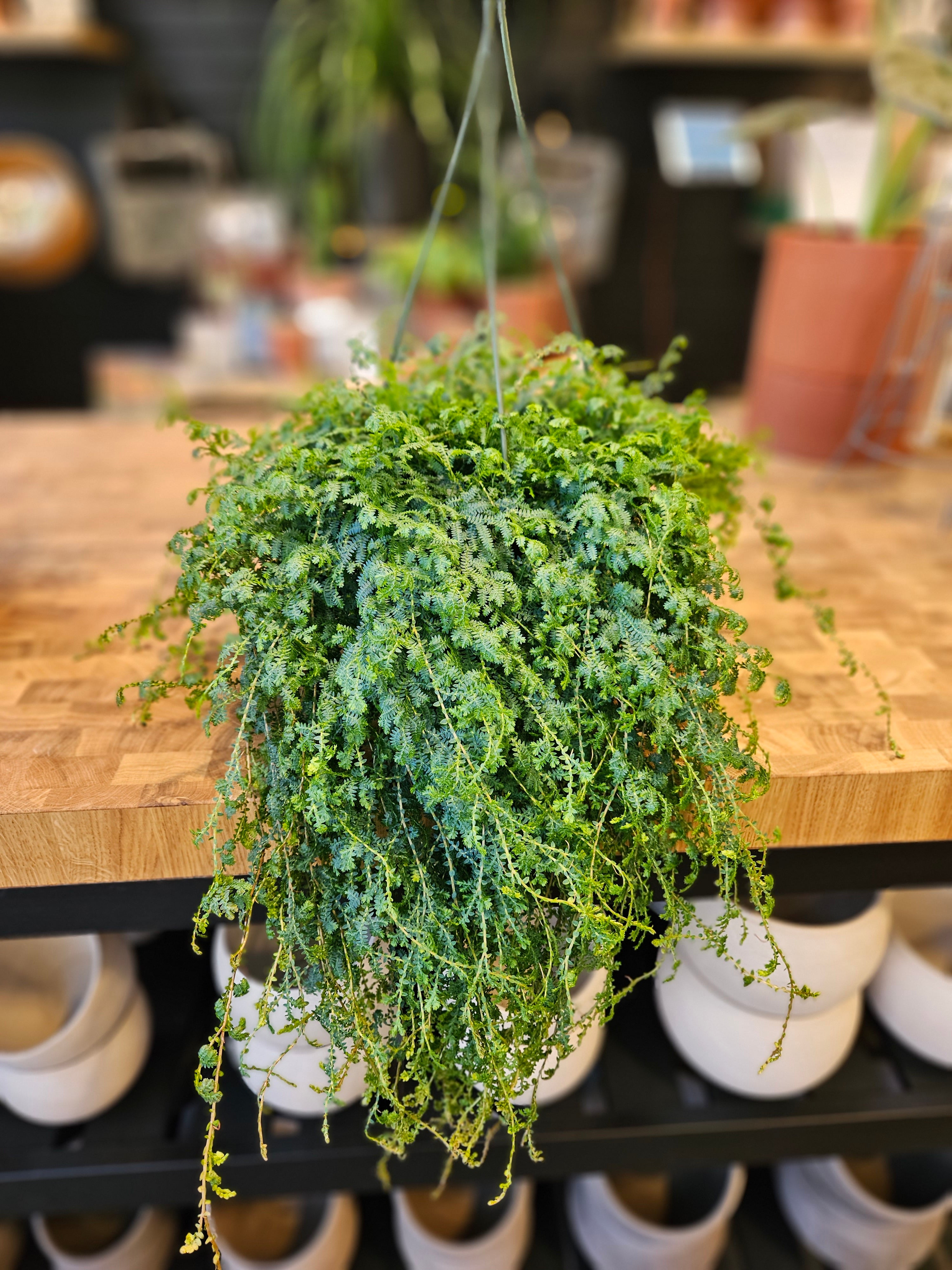rainbow moss hanging plant Selaginella Uncinata