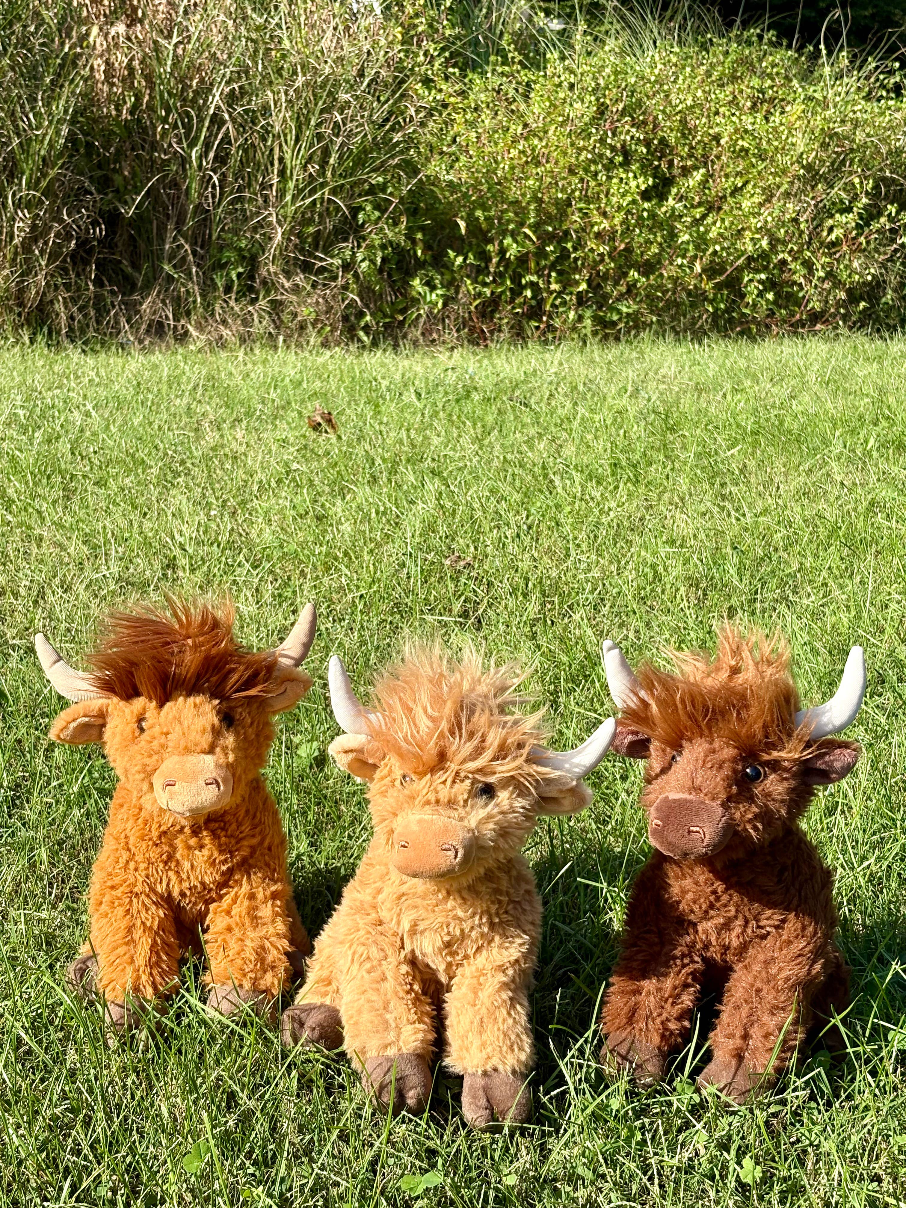 Wild Onez Highland Cow