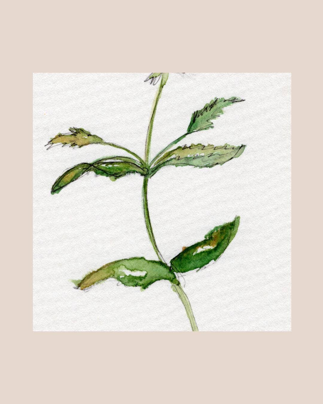 Wildflower Watercolor Print Botanical Wall Art