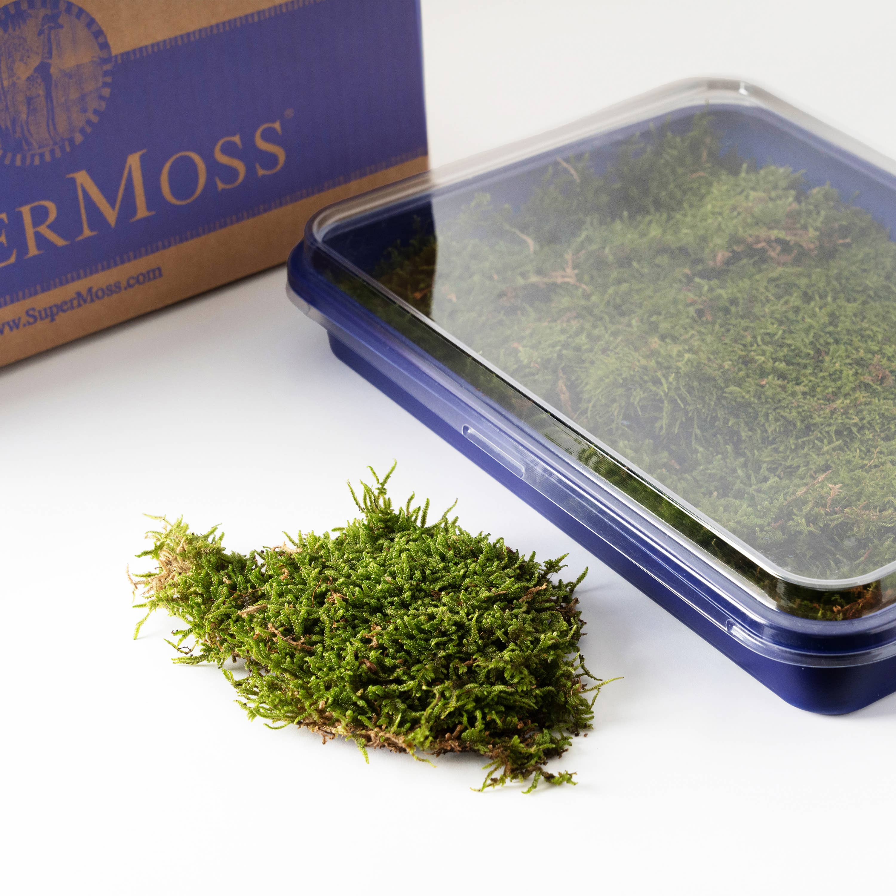 Fresh Moss