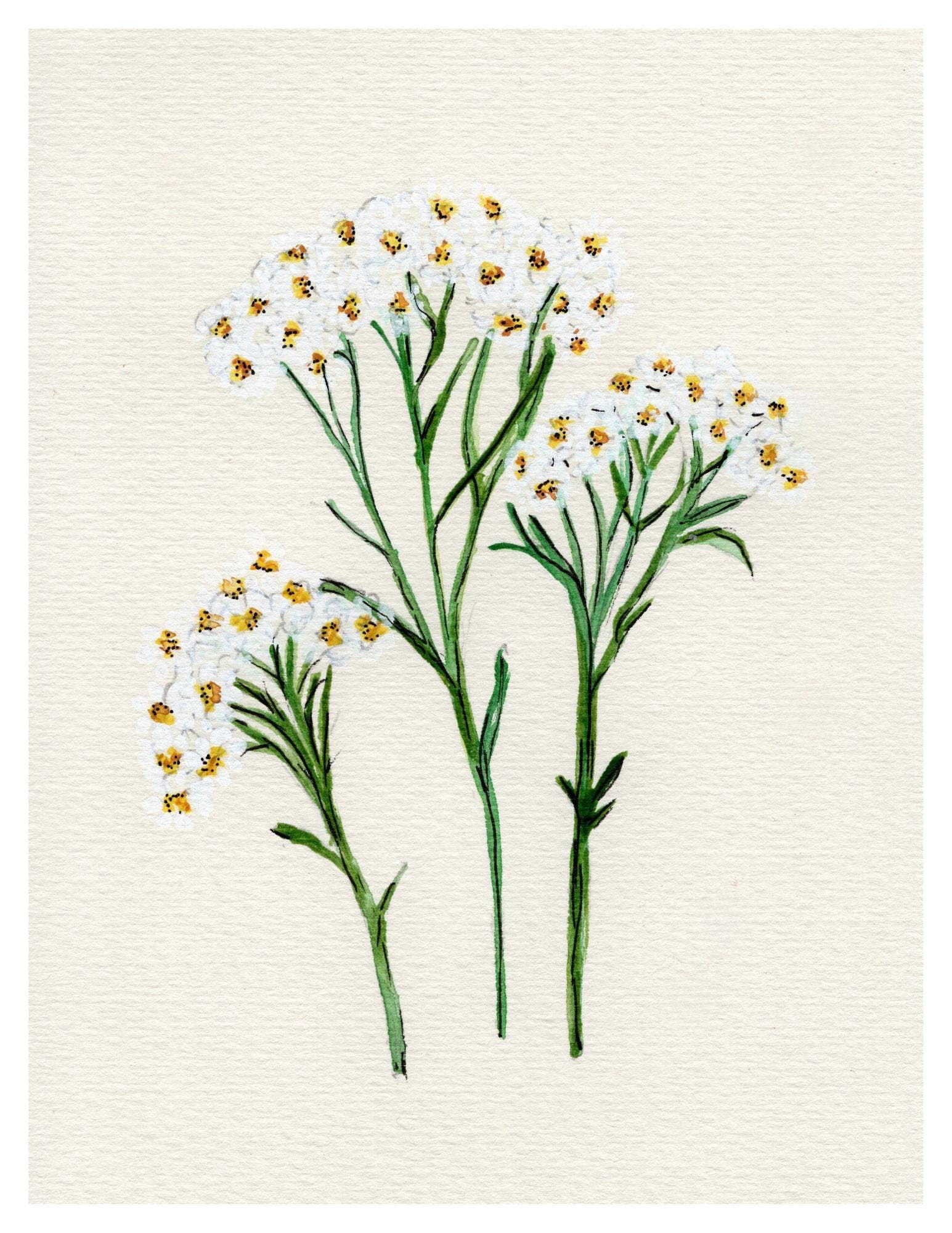 Wildflower Watercolor Print Botanical Wall Art
