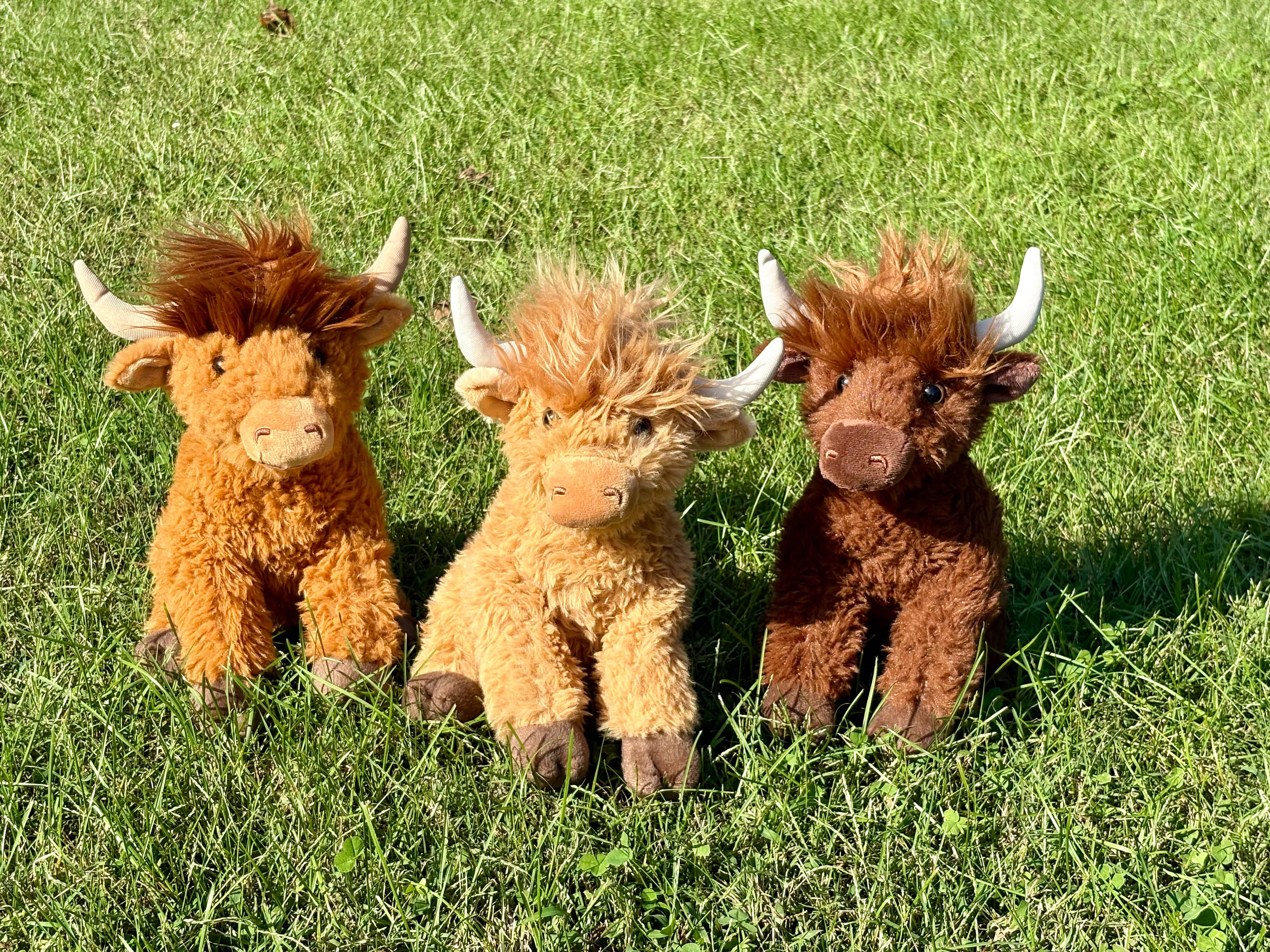 Wild Onez Highland Cow