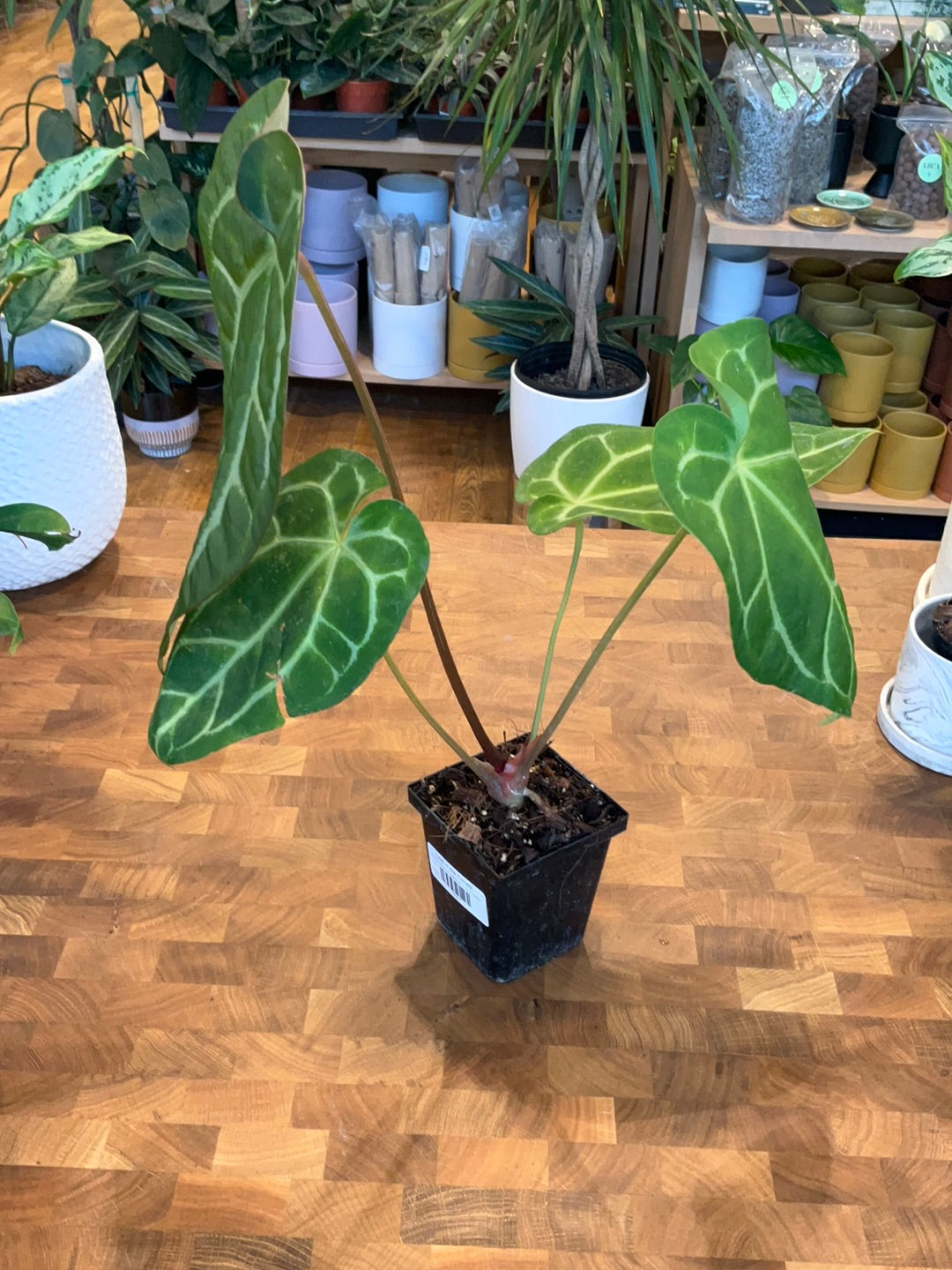anthurium magnificum x clarinervium Anthurium Magnificum x 'Ace of Spades'