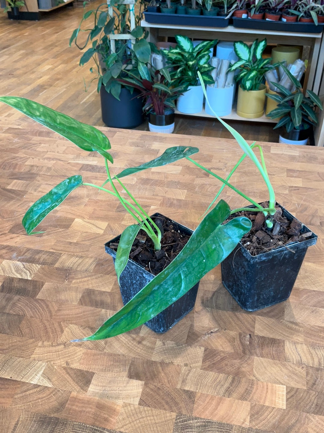 philodendron felix Philodendron Felix