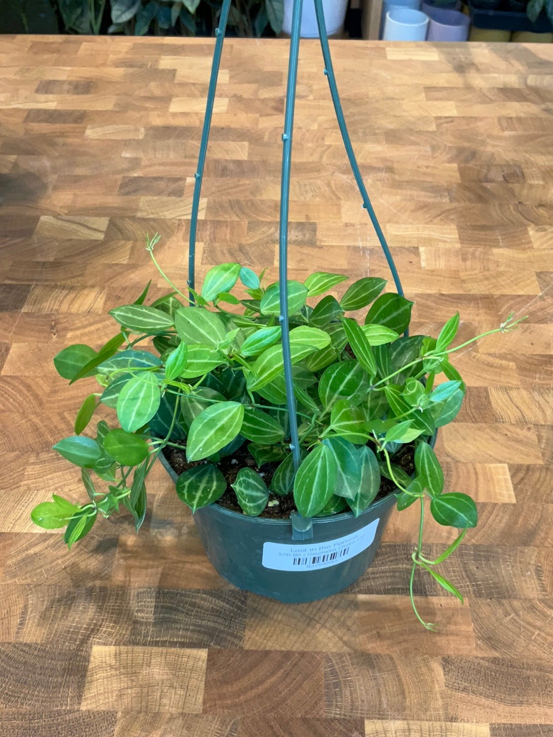 Dischidia Ovata