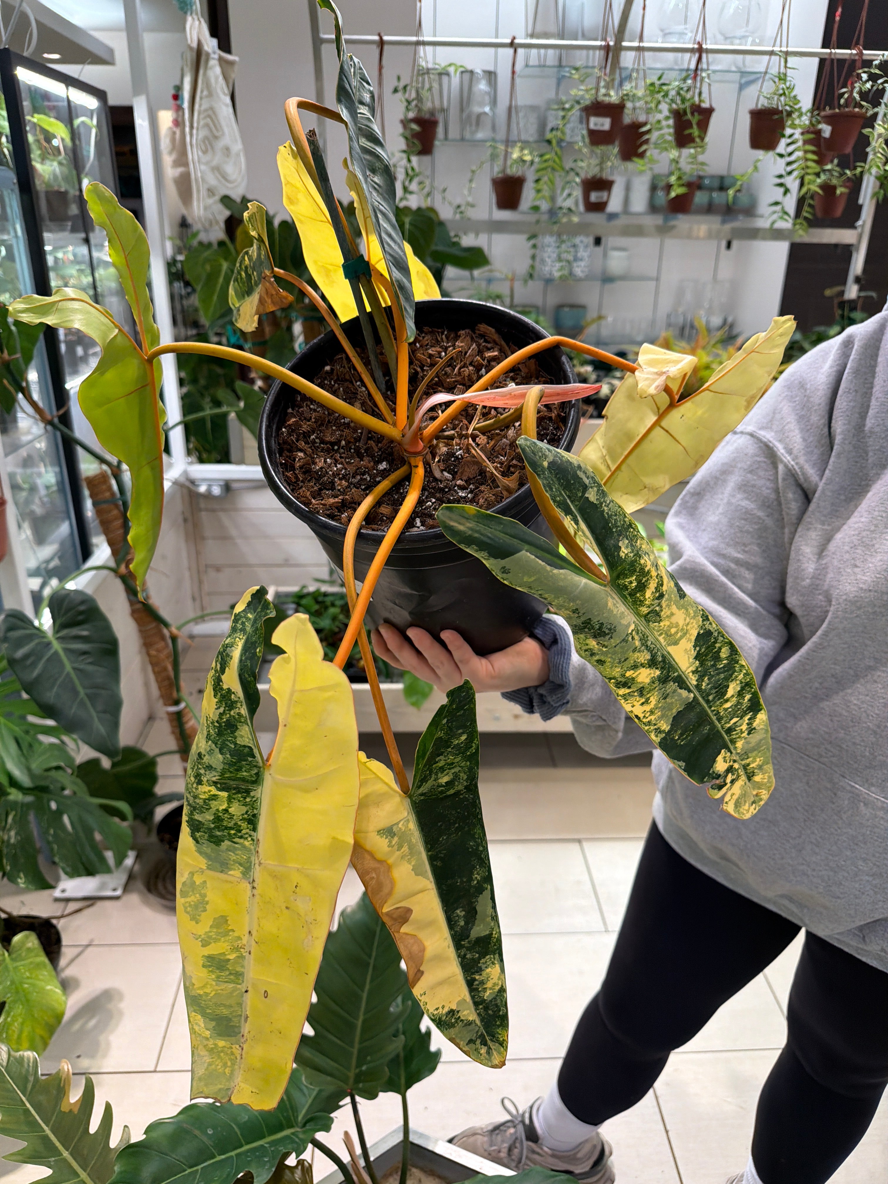 Philodendron Billietiae Variegated