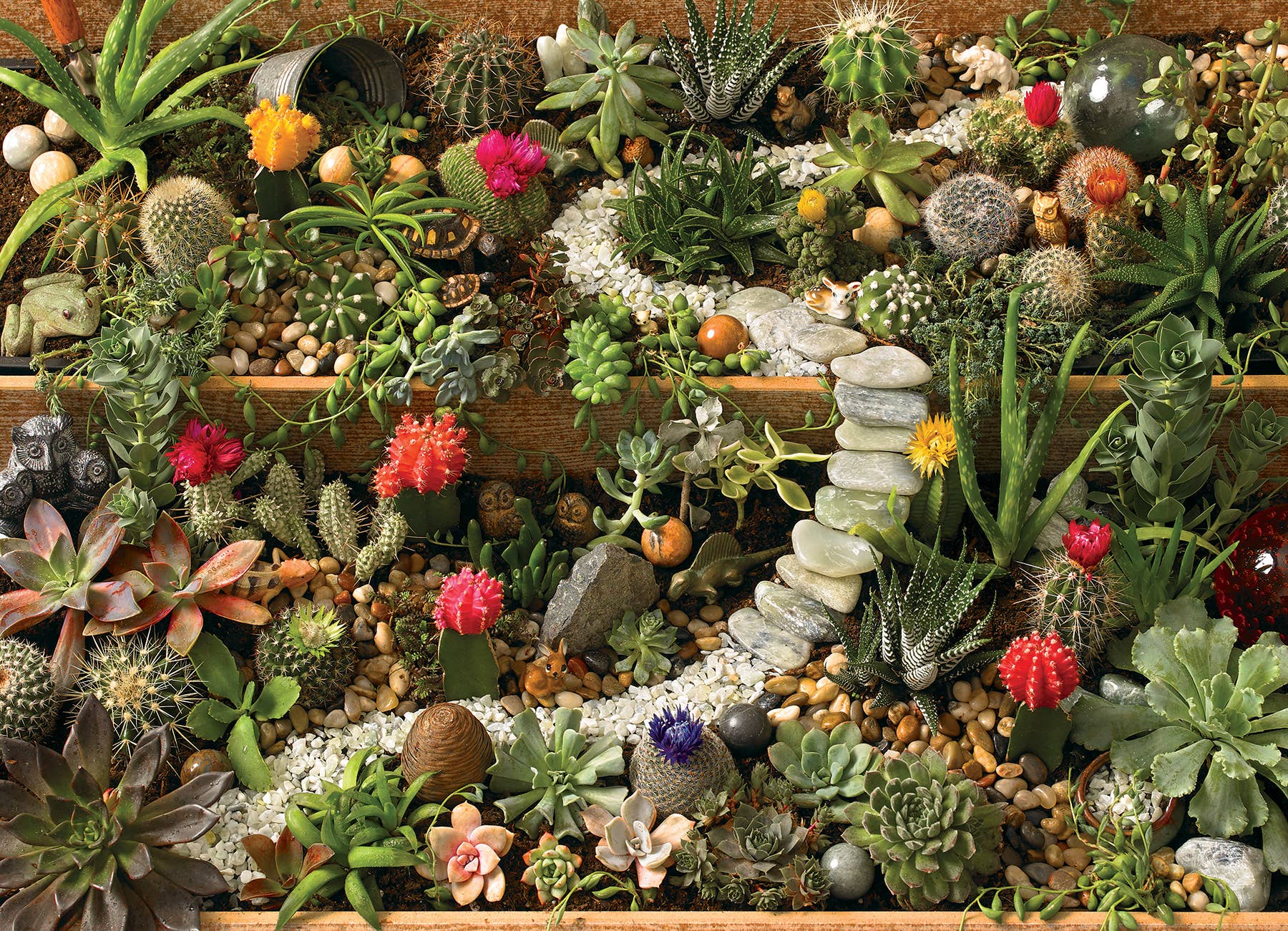Succulent Garden puzzle