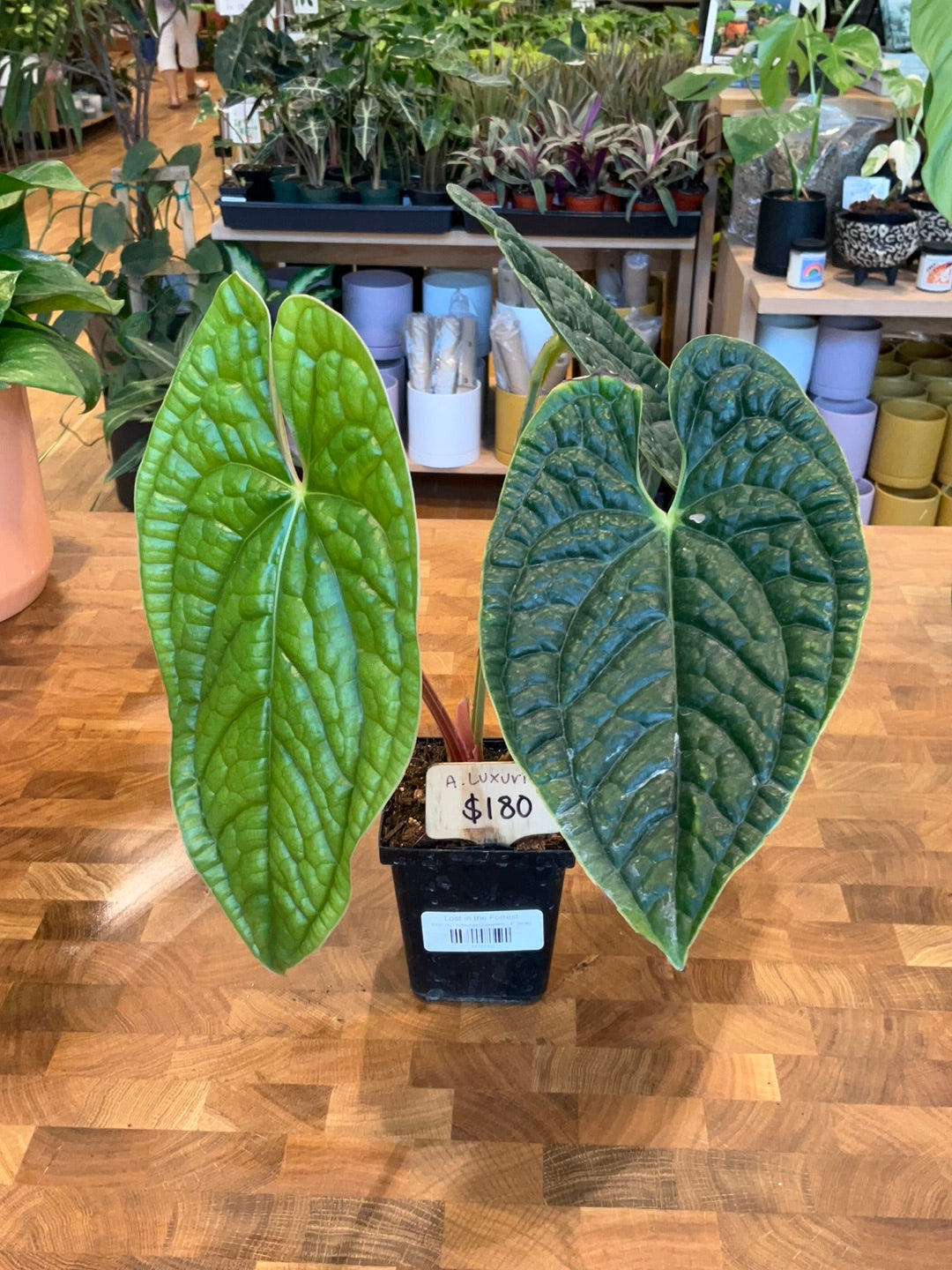 anthurium luxurians x radicans care Anthurium Luxurians