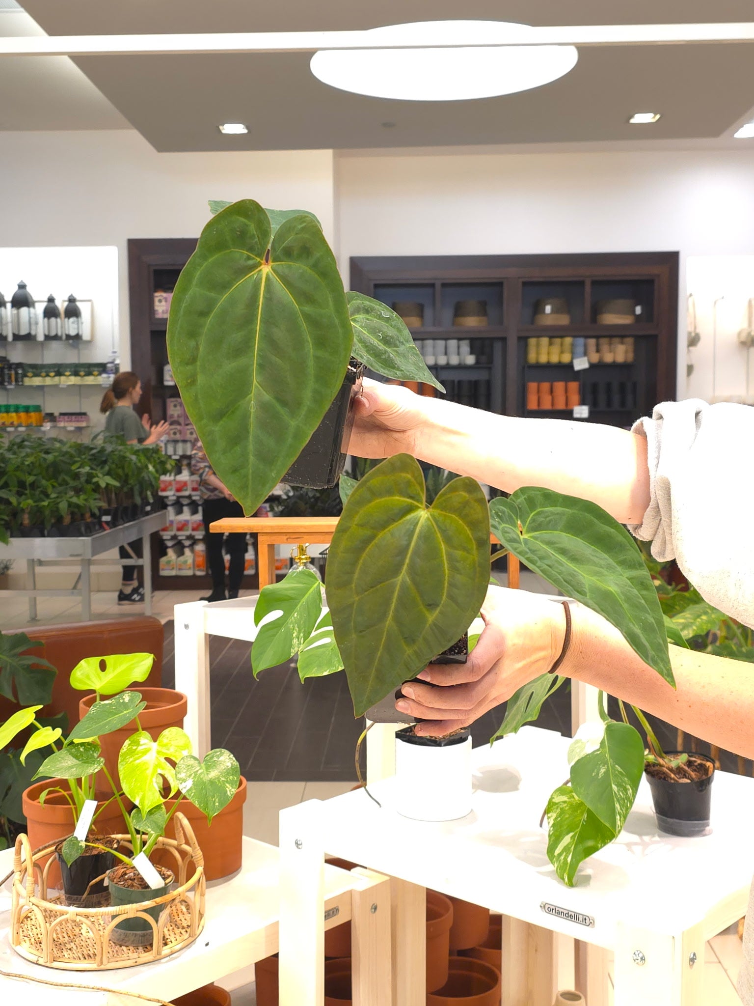 Anthurium (AOS dark x BVEP) x Besseae aff – Lost in the Forrest