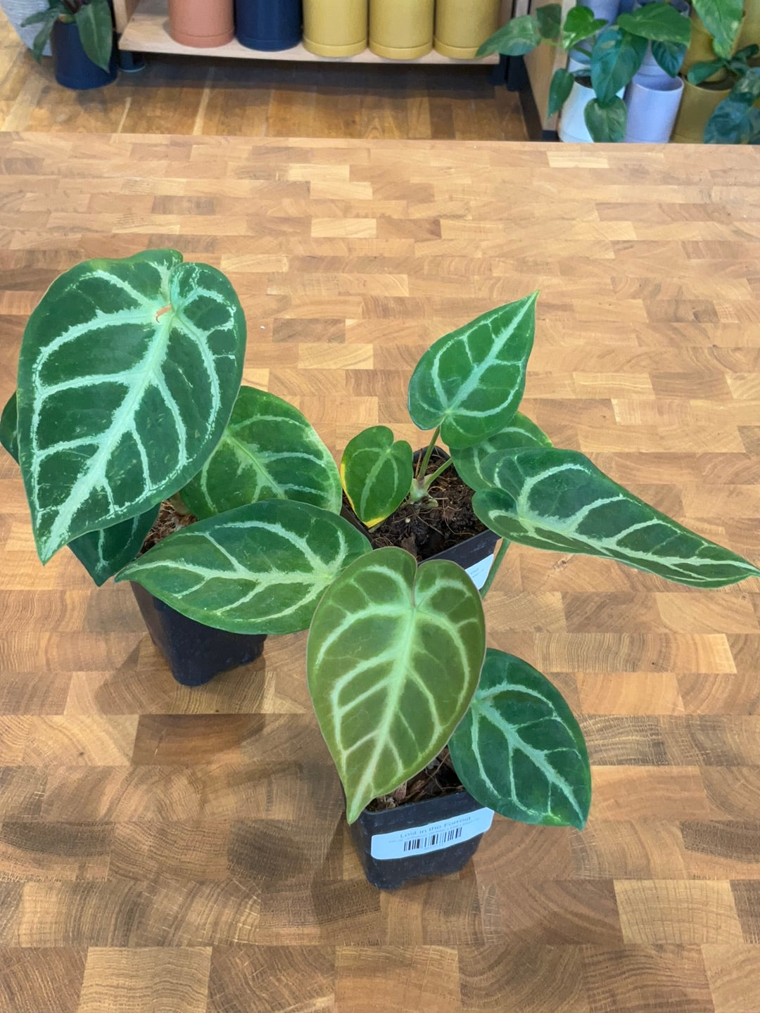 anthurium crystallinum dorayaki Anthurium Dorayaki x Mag Larson – Lost in the Forrest