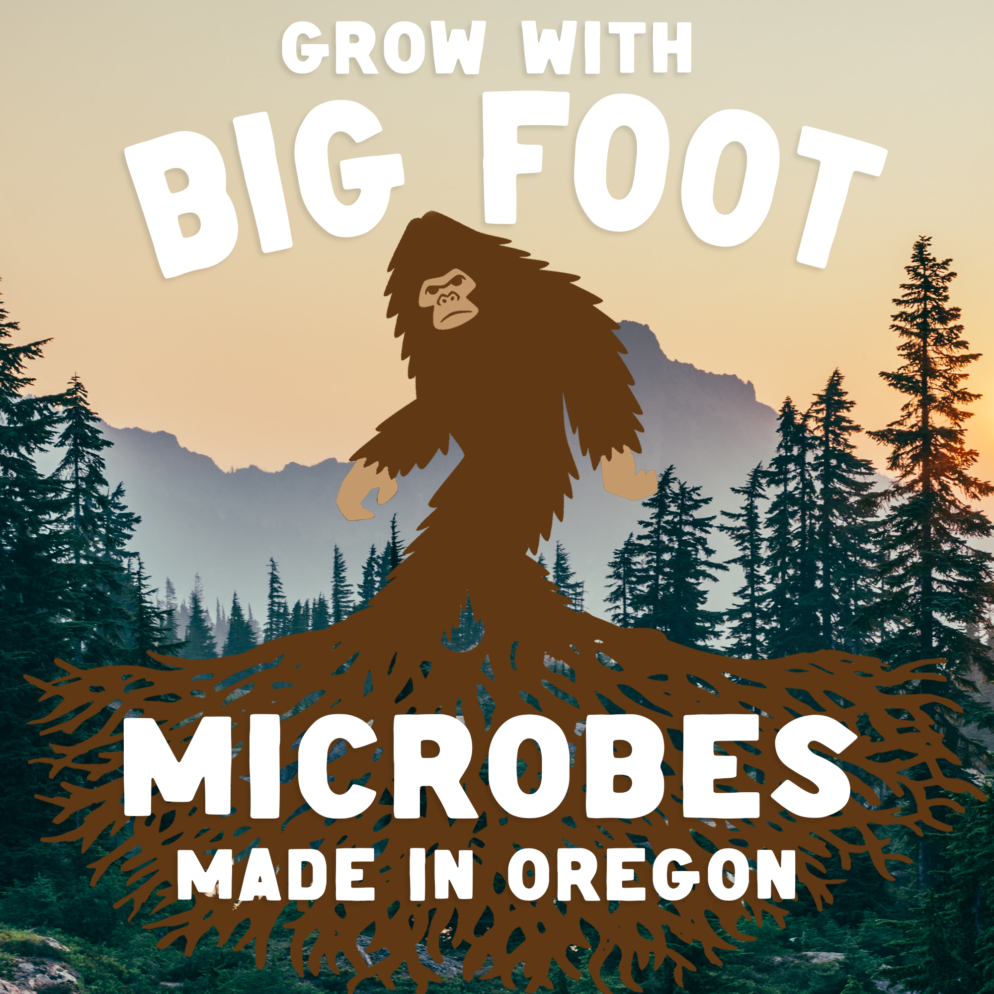 Big foot mycorrhizal fungi