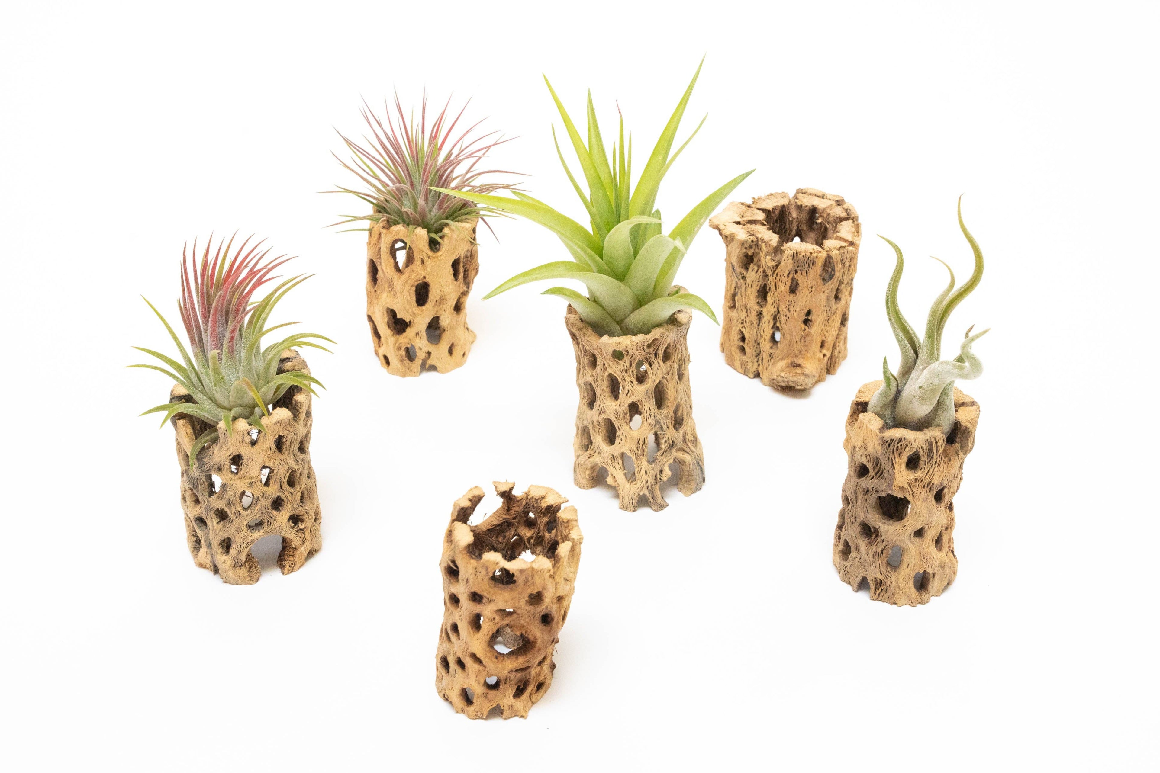 Natural Cholla Wood Container