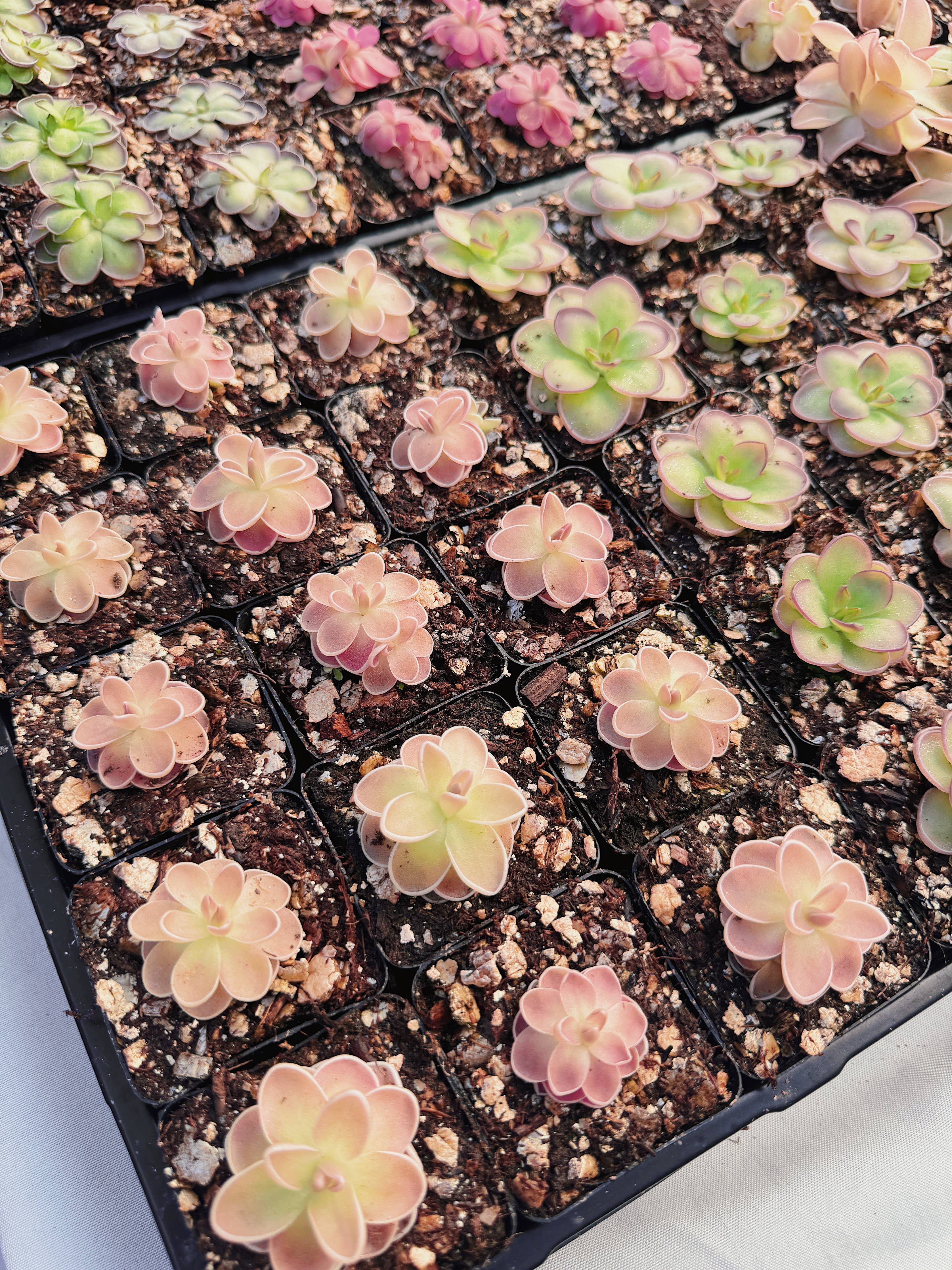 Pinguicula (Butterwort) Carnivorous Plant Bundle