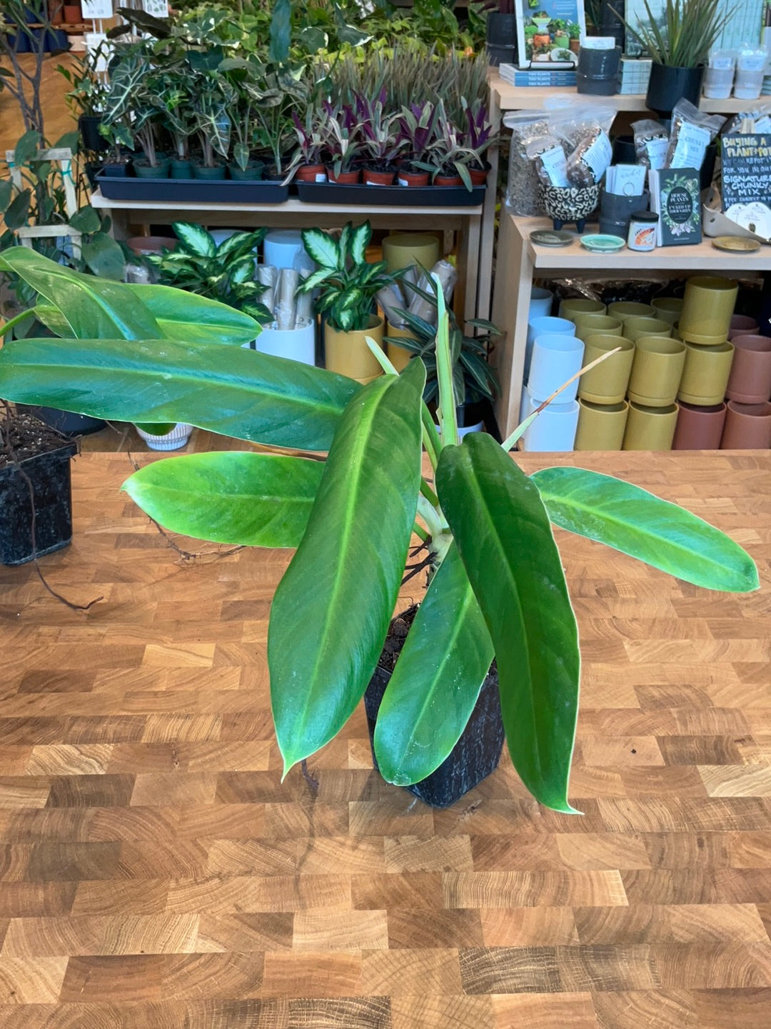 philodendron clarkei Philodendron Clarkei