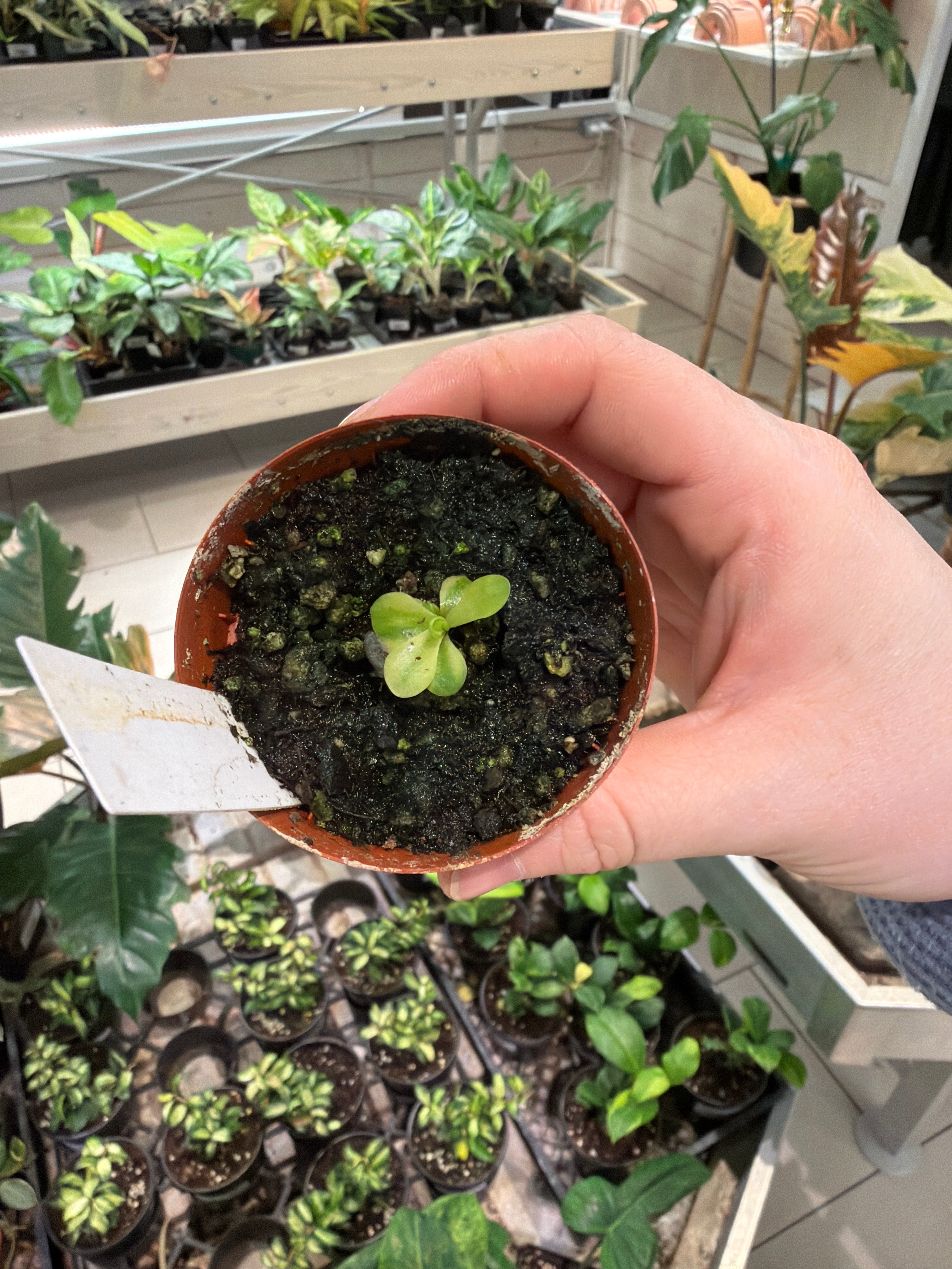 Pinguicula Potosiensis