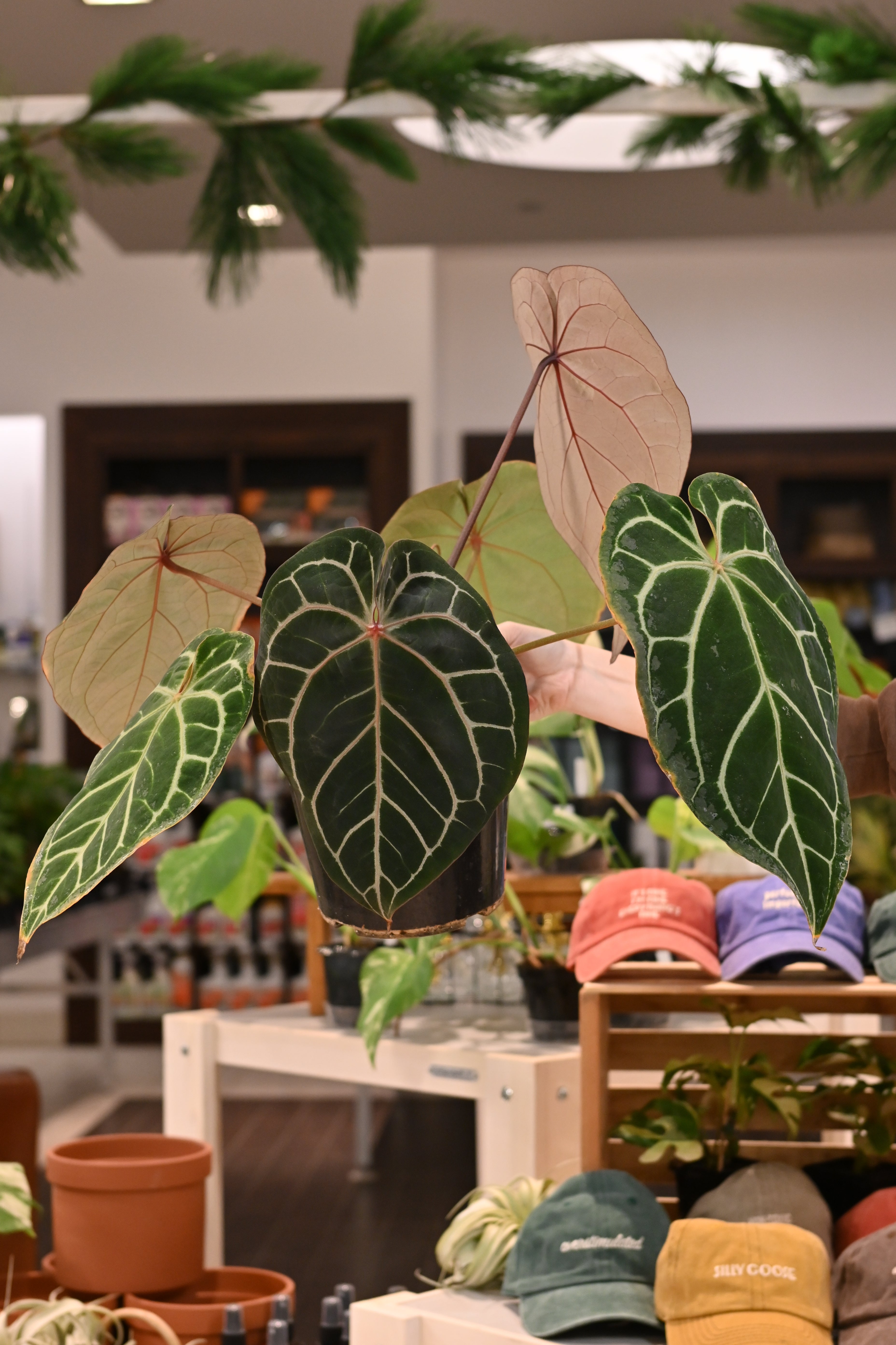 cây anthurium Anthurium Doc Block Hybrids