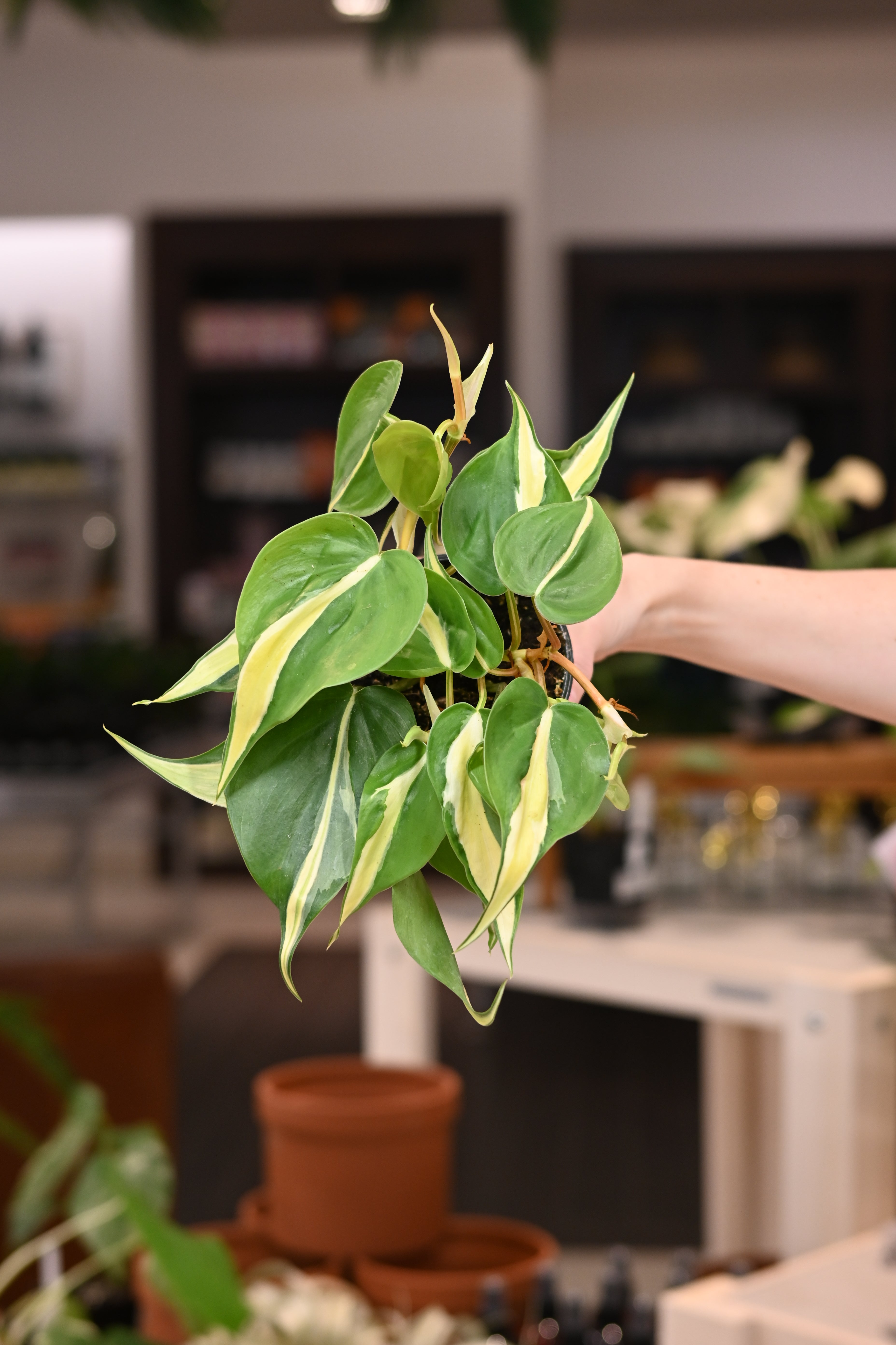 Philodendron Silver Stripe