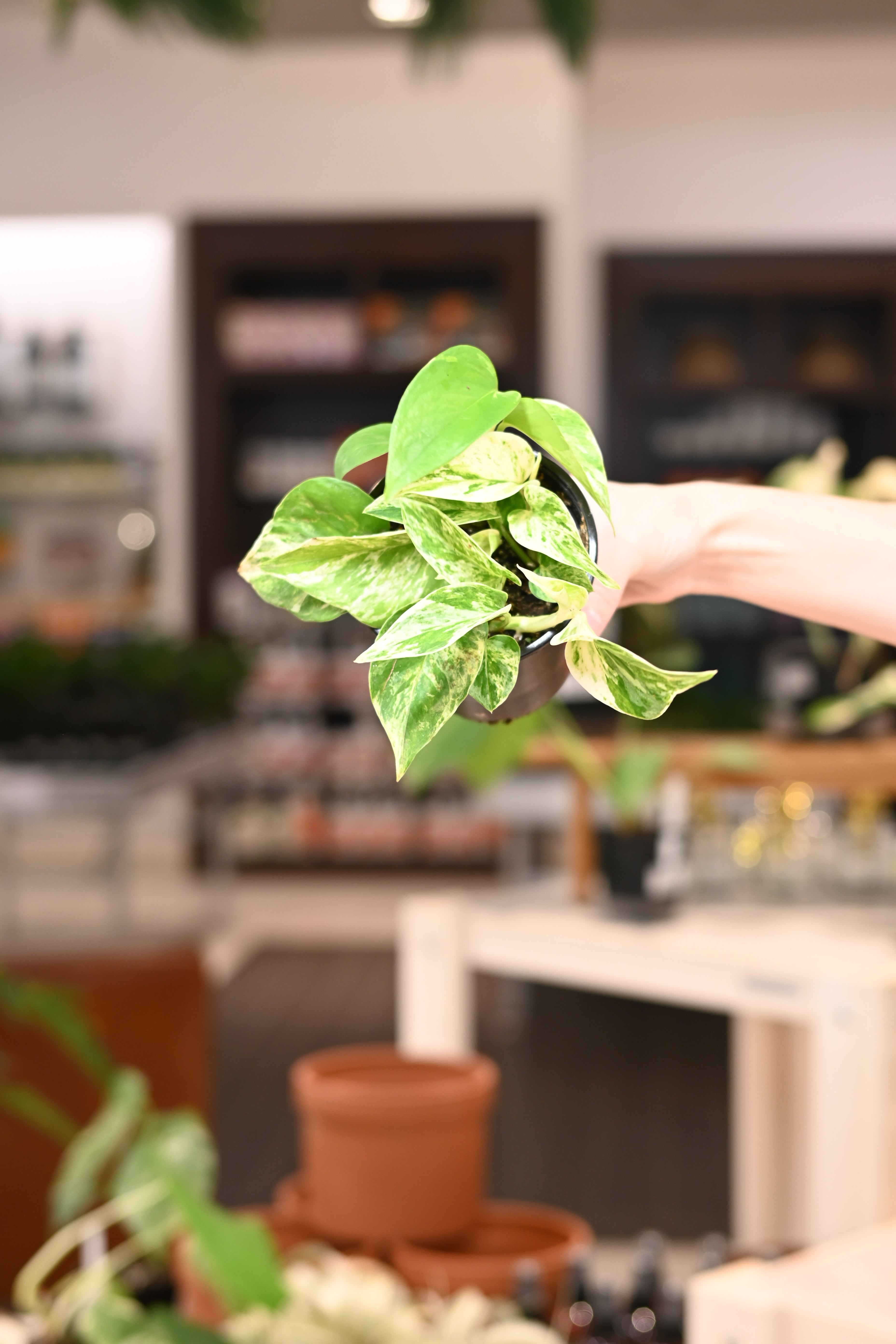Marble Queen Pothos