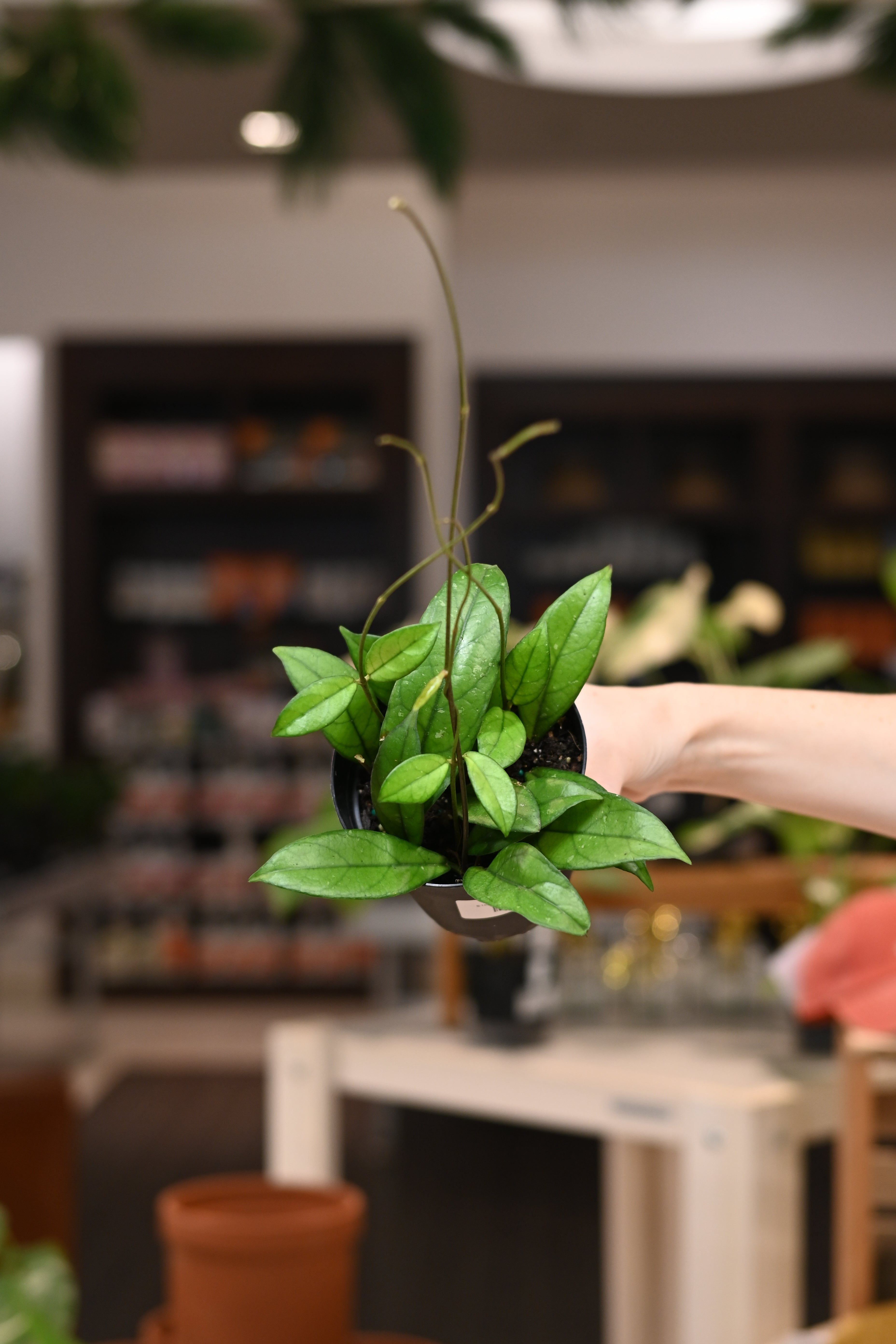 Hoya Crassipetiolata