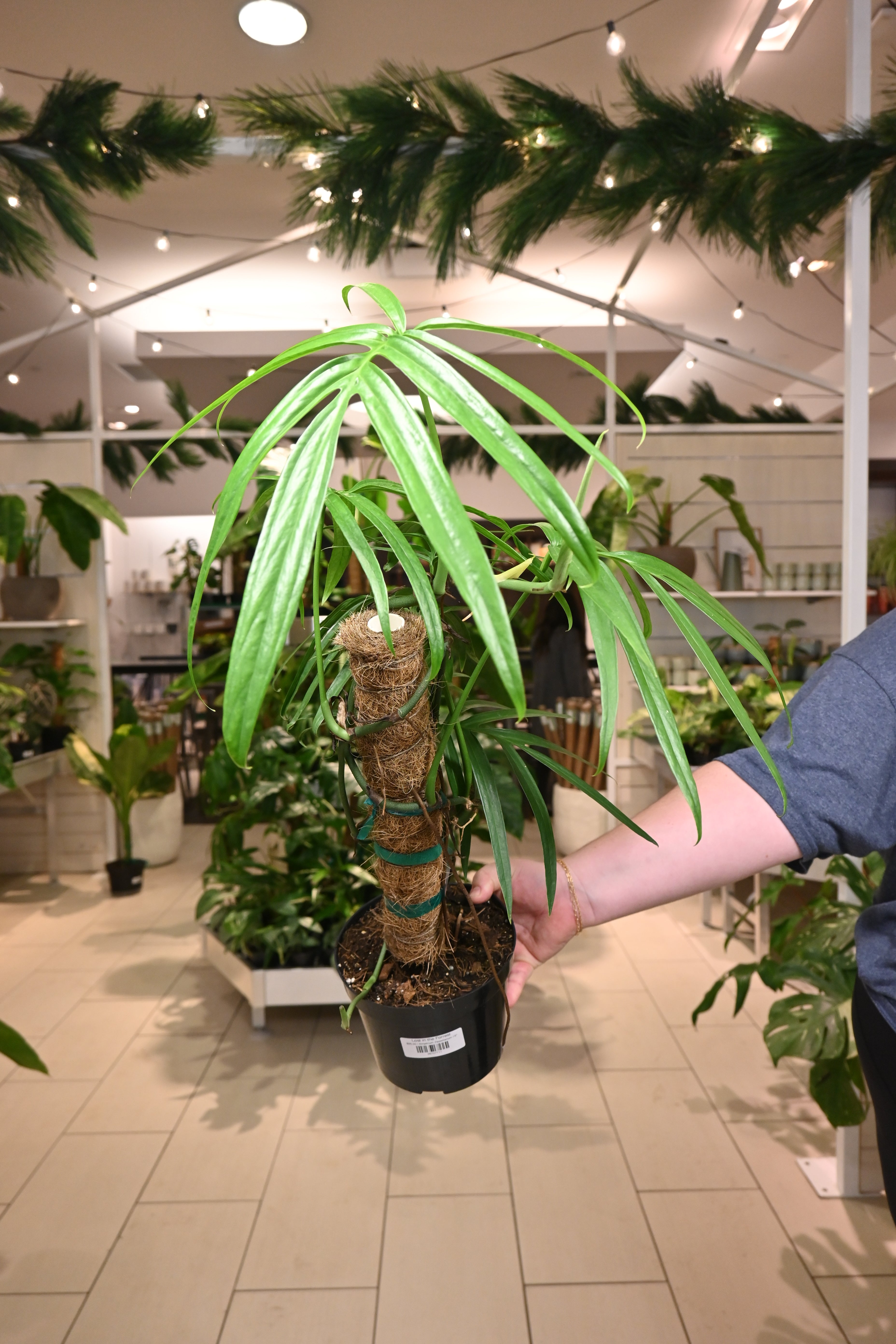 Amydrium Zippelianum