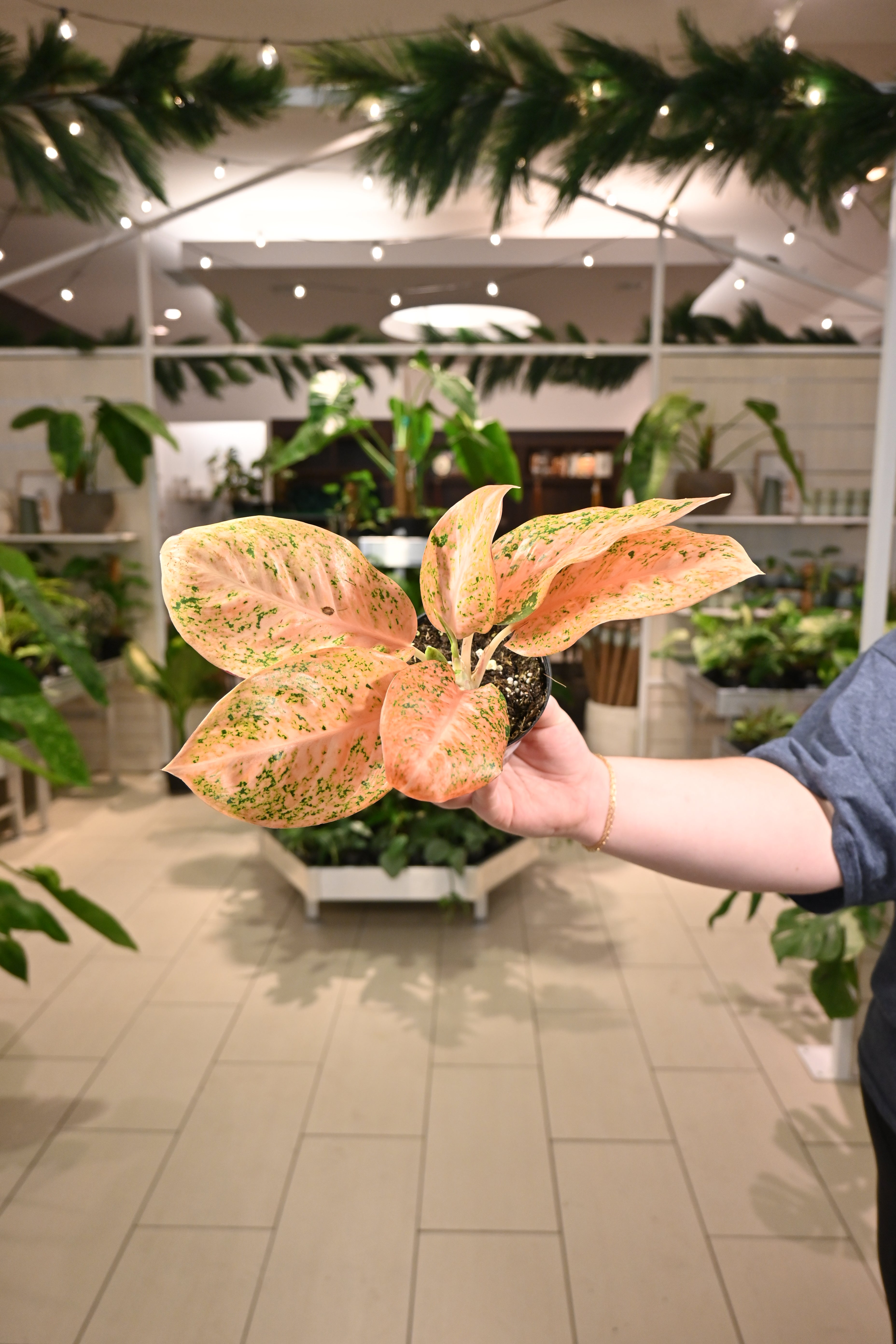 aglaonema star burst Aglaonema Orange Stardust