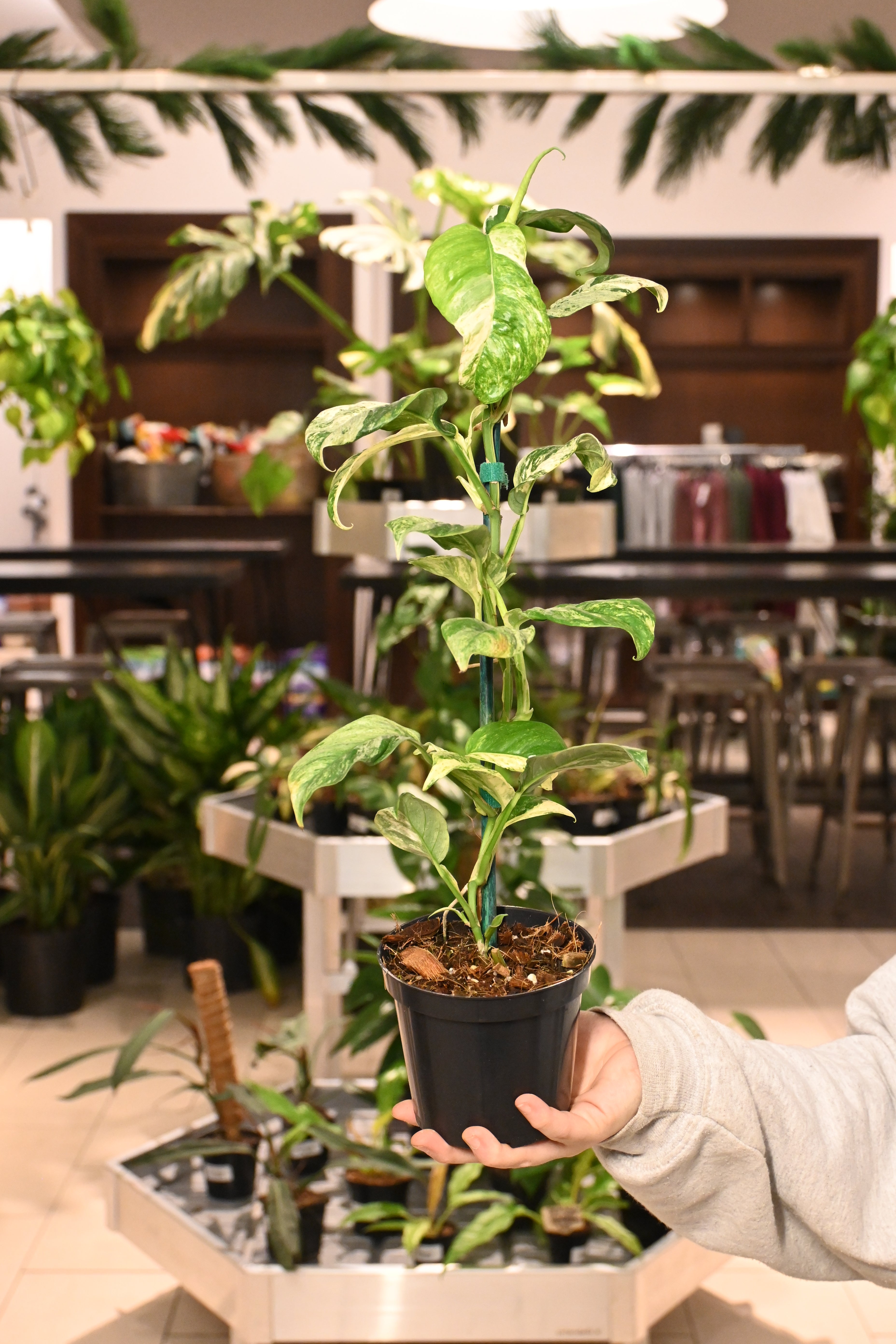 Rhaphidophora Puberula Variegated