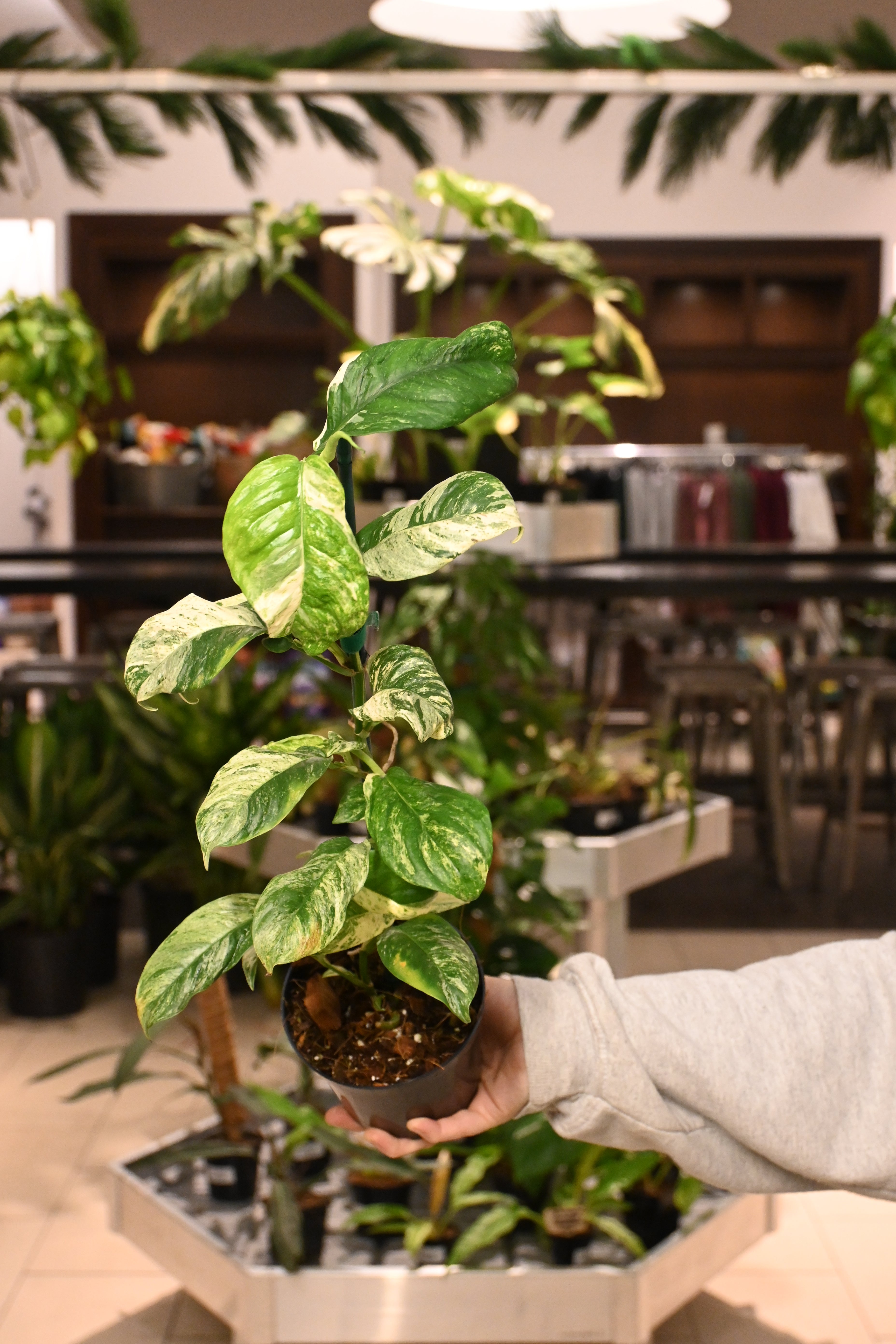 Rhaphidophora Puberula Variegated