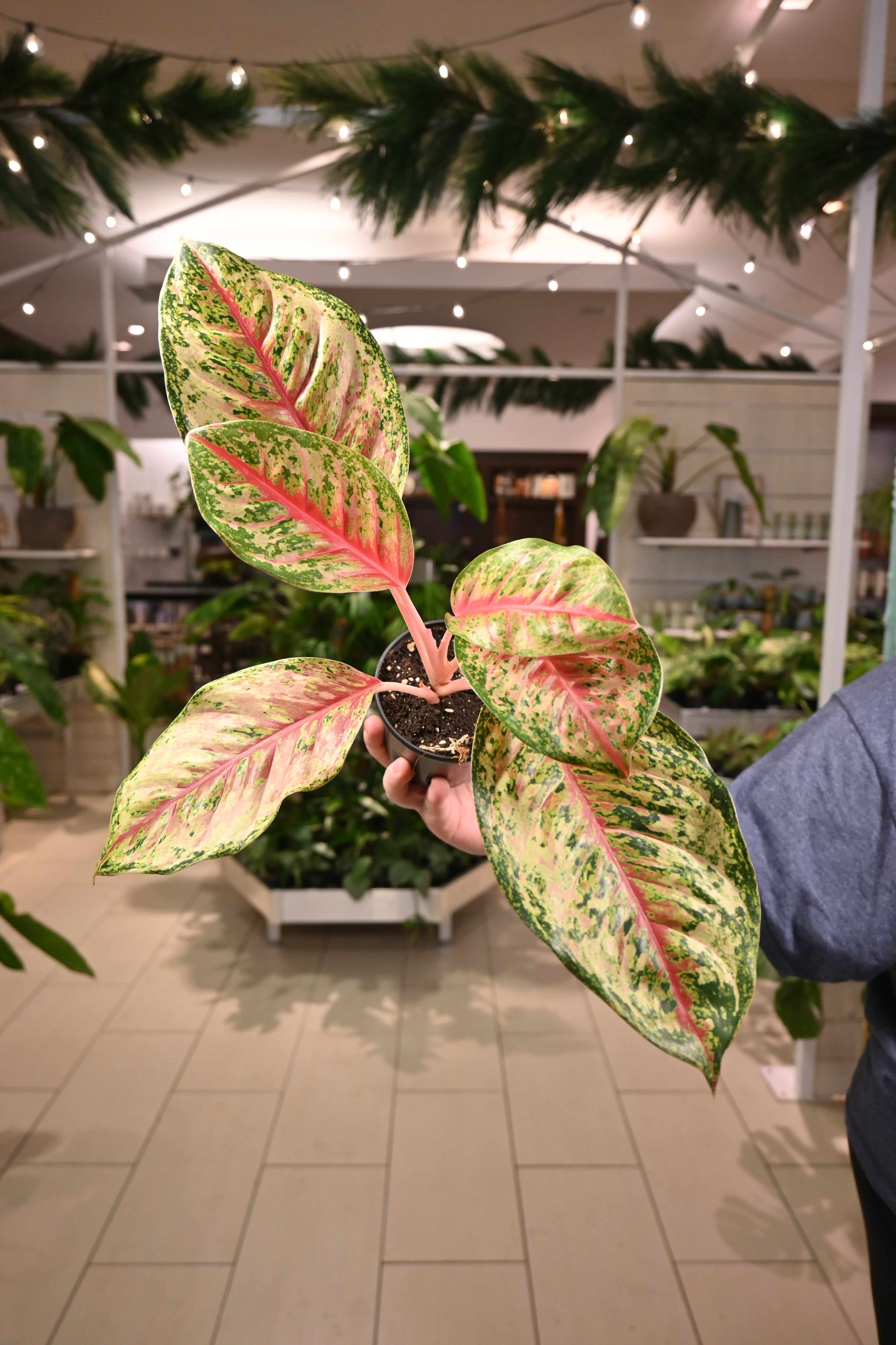 aglaonema hologram Aglaonema 10 Karat