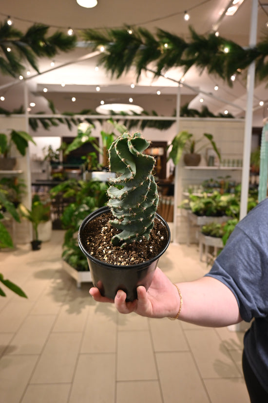 Corkscrew Cactus