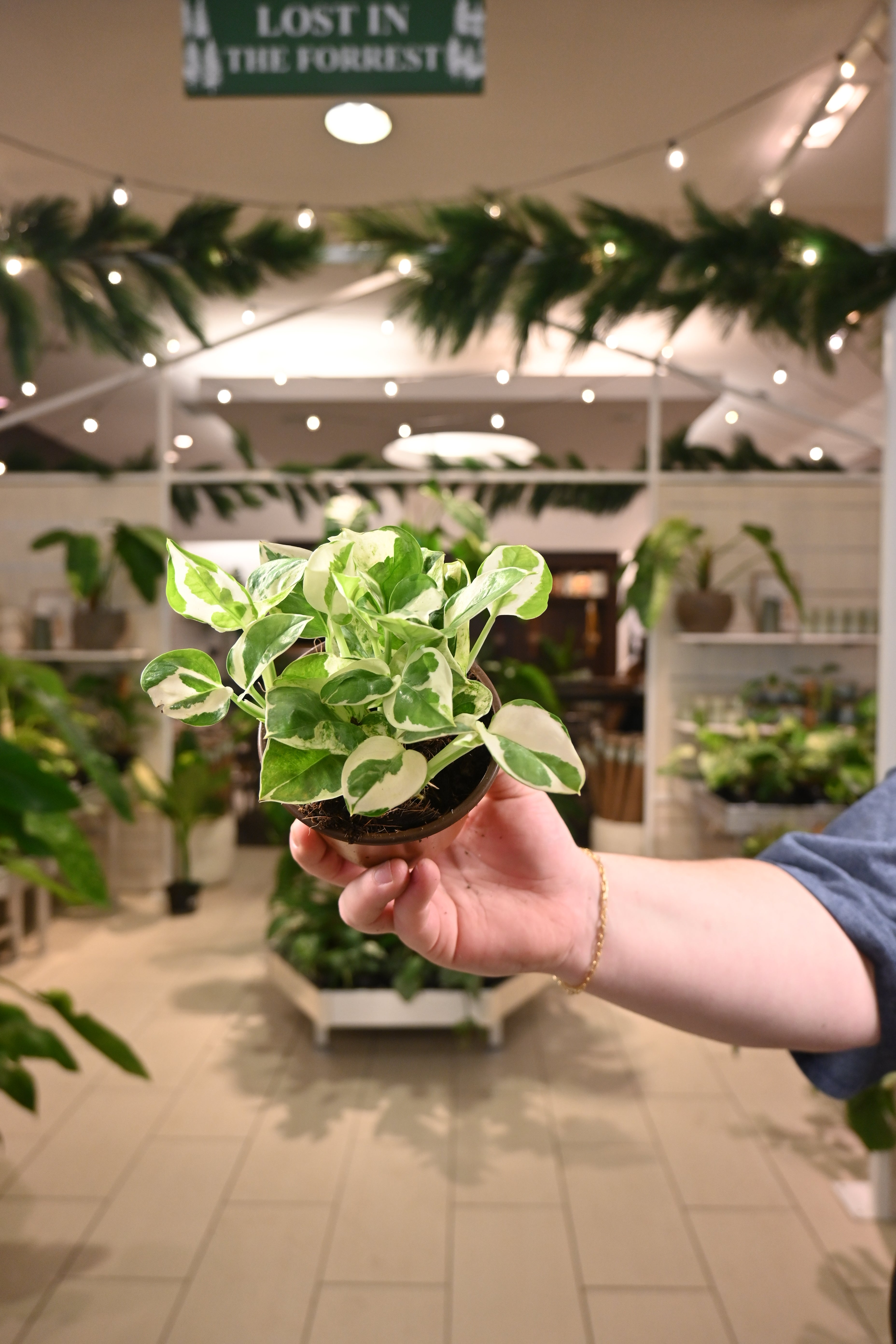 pearls n jade pothos Epipremnum 'Pearls and Jade Pothos' 6”