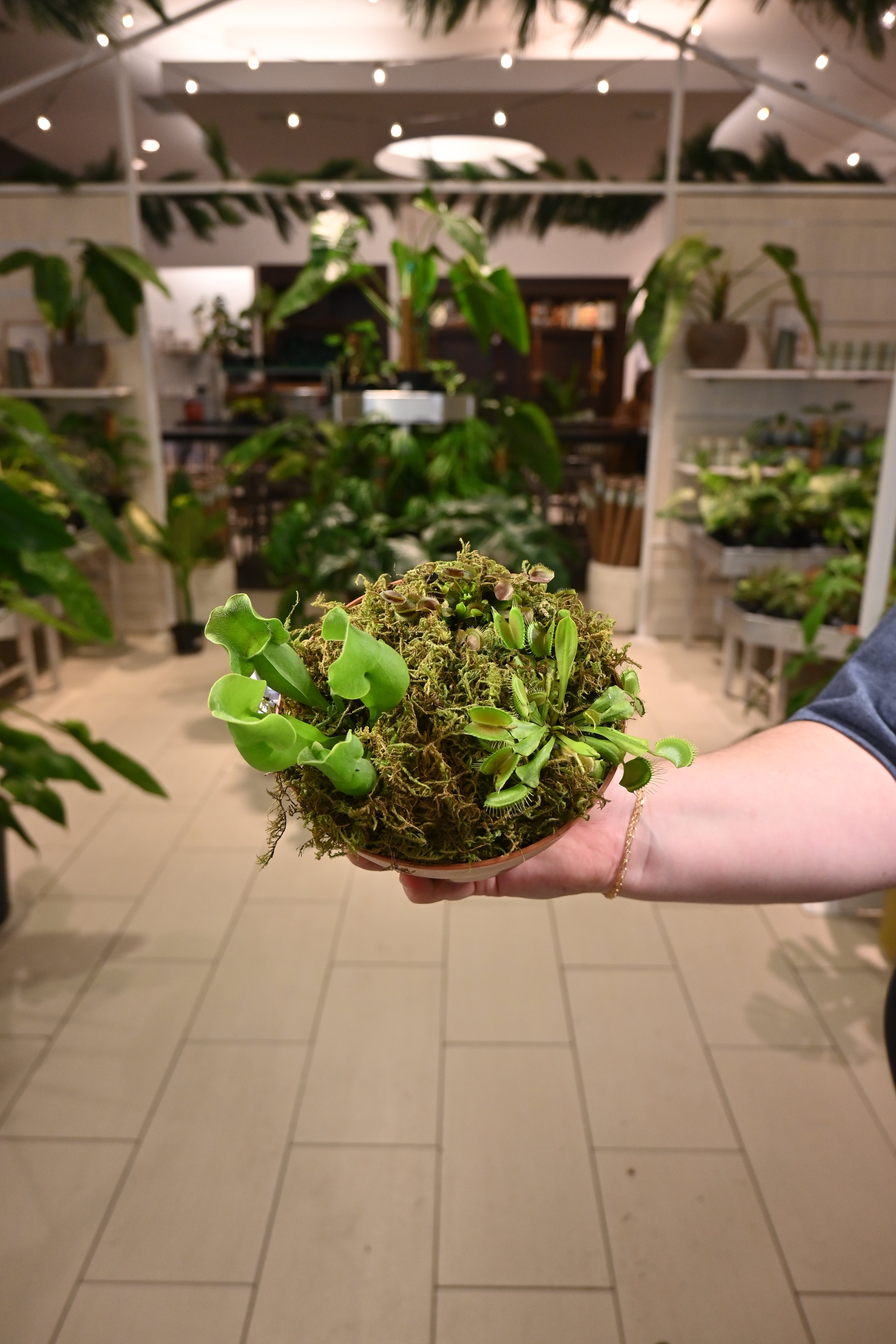 Carnivorous Bog Garden