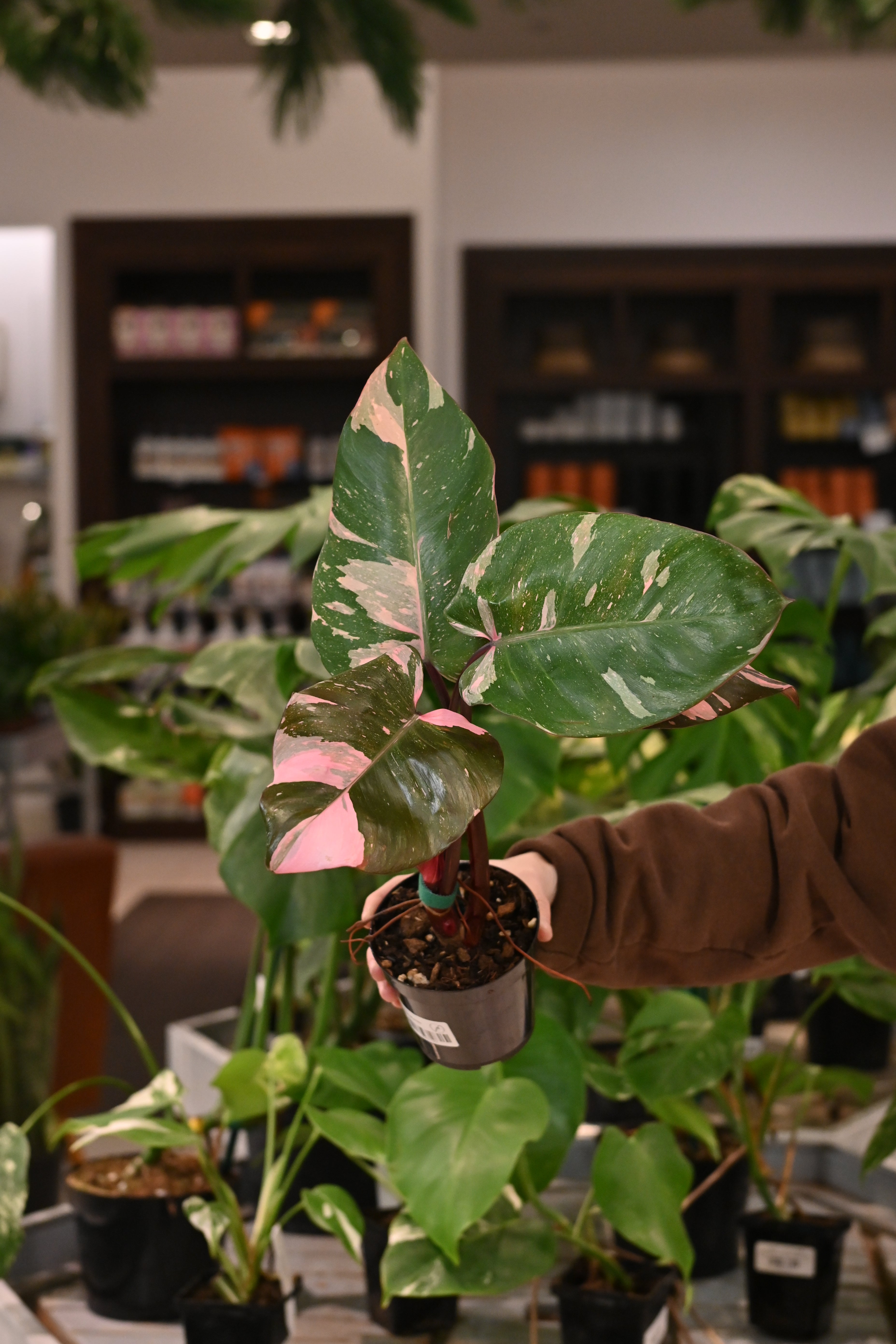 Pink Princess Philodendron Marble King