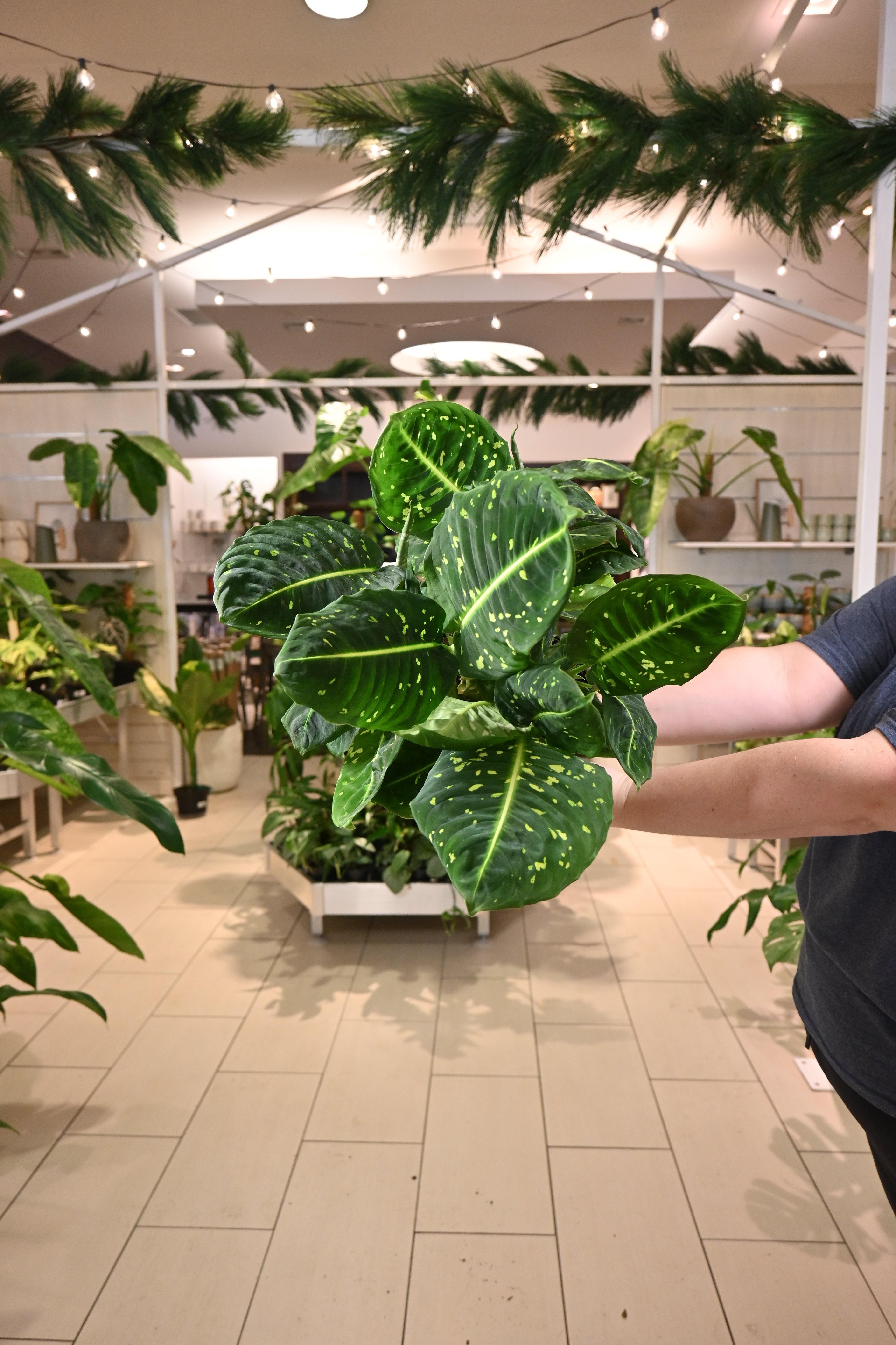 Dieffenbachia Reflector