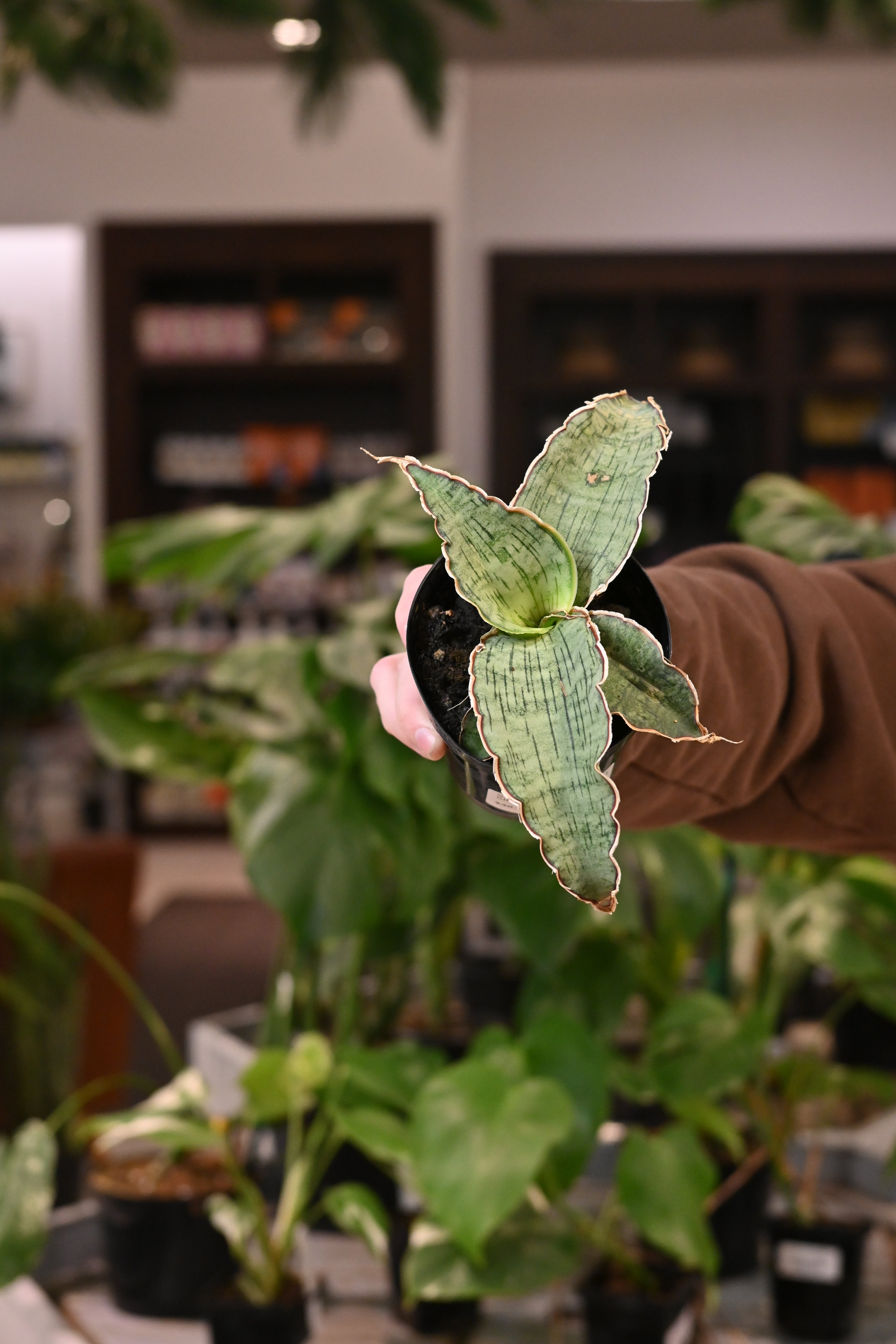Sansevieria Kirkii Blue