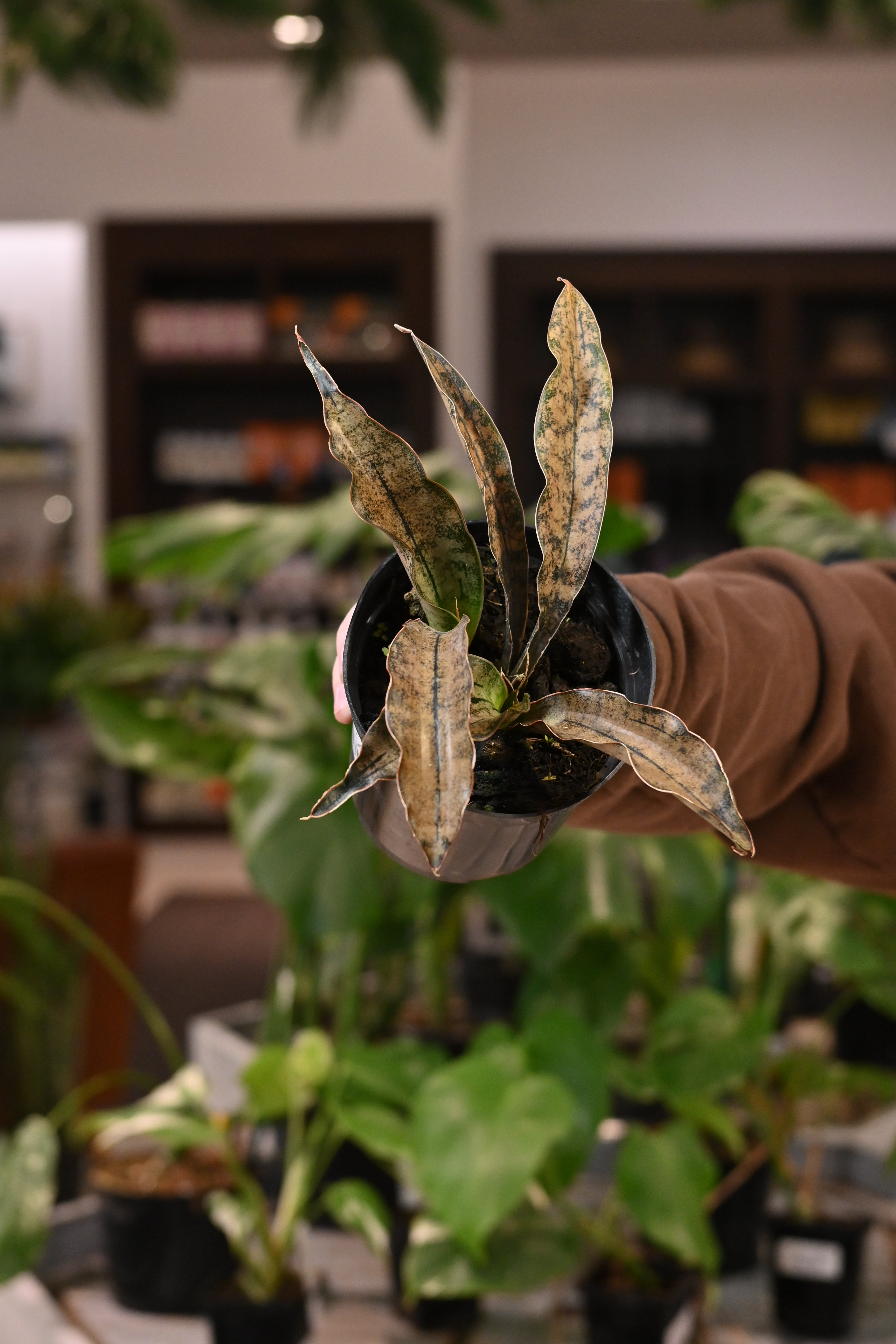 sansevieria kirkii brown Sansevieria Kirkii Coppertone