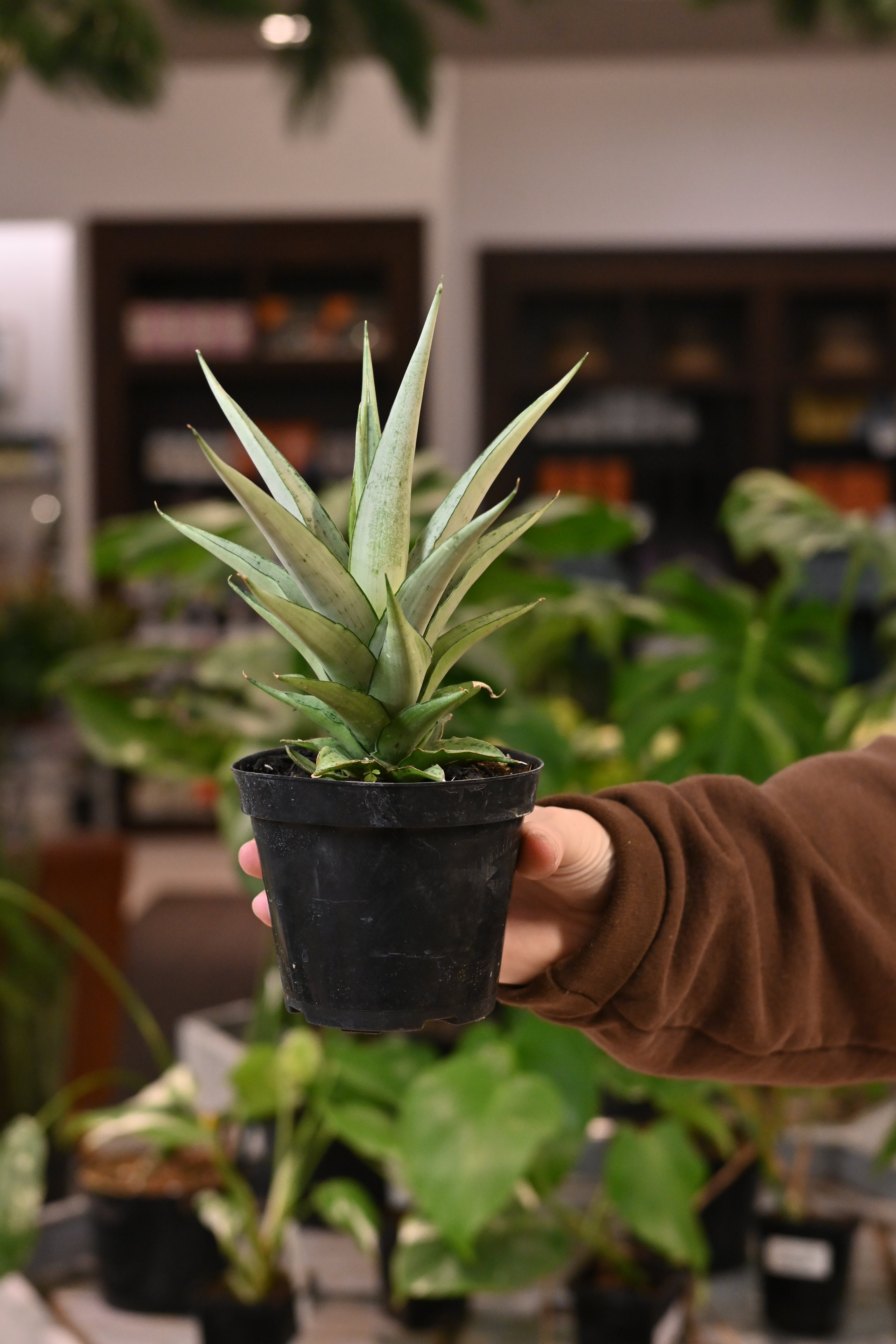 Sansevieria &